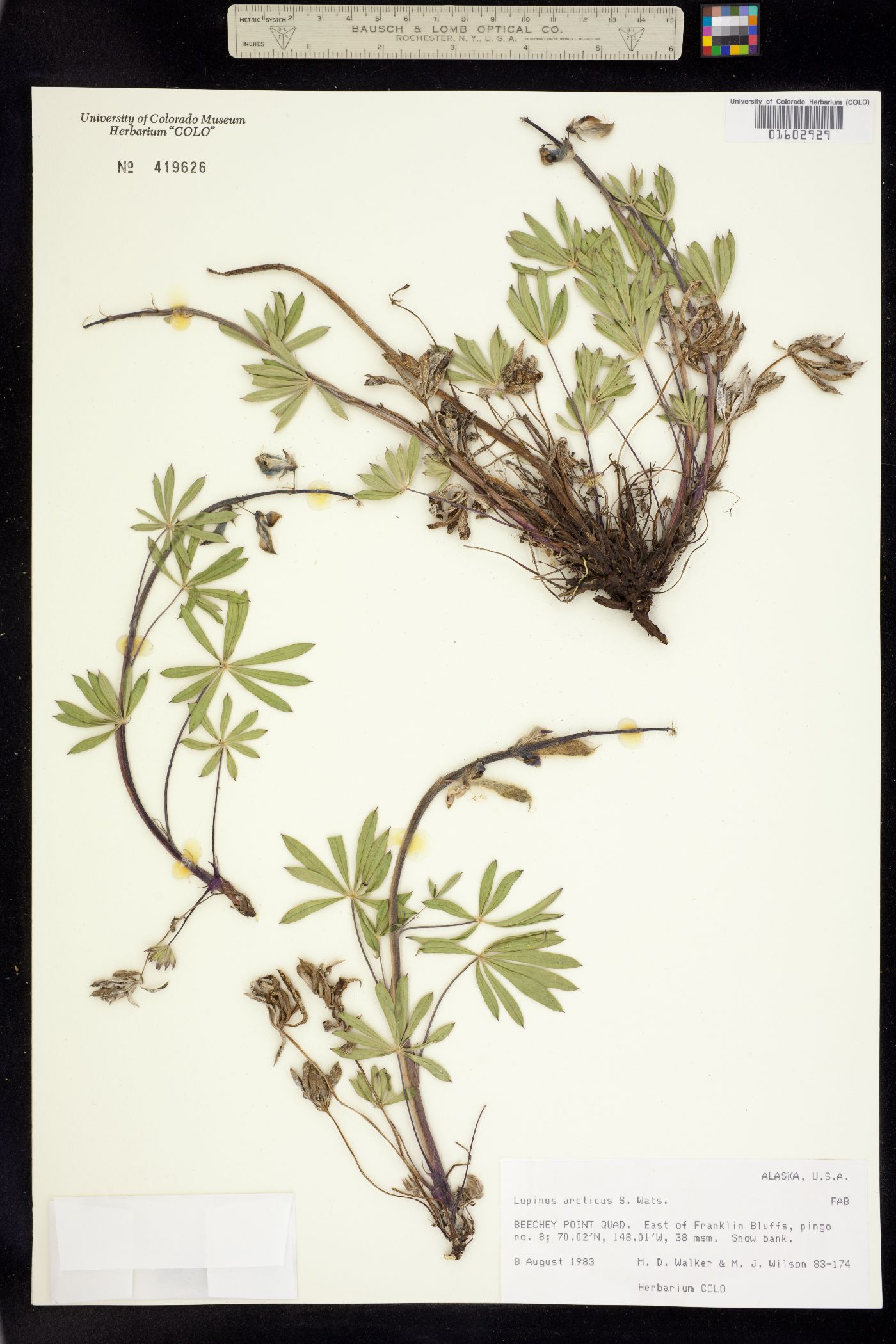 Lupinus arcticus image