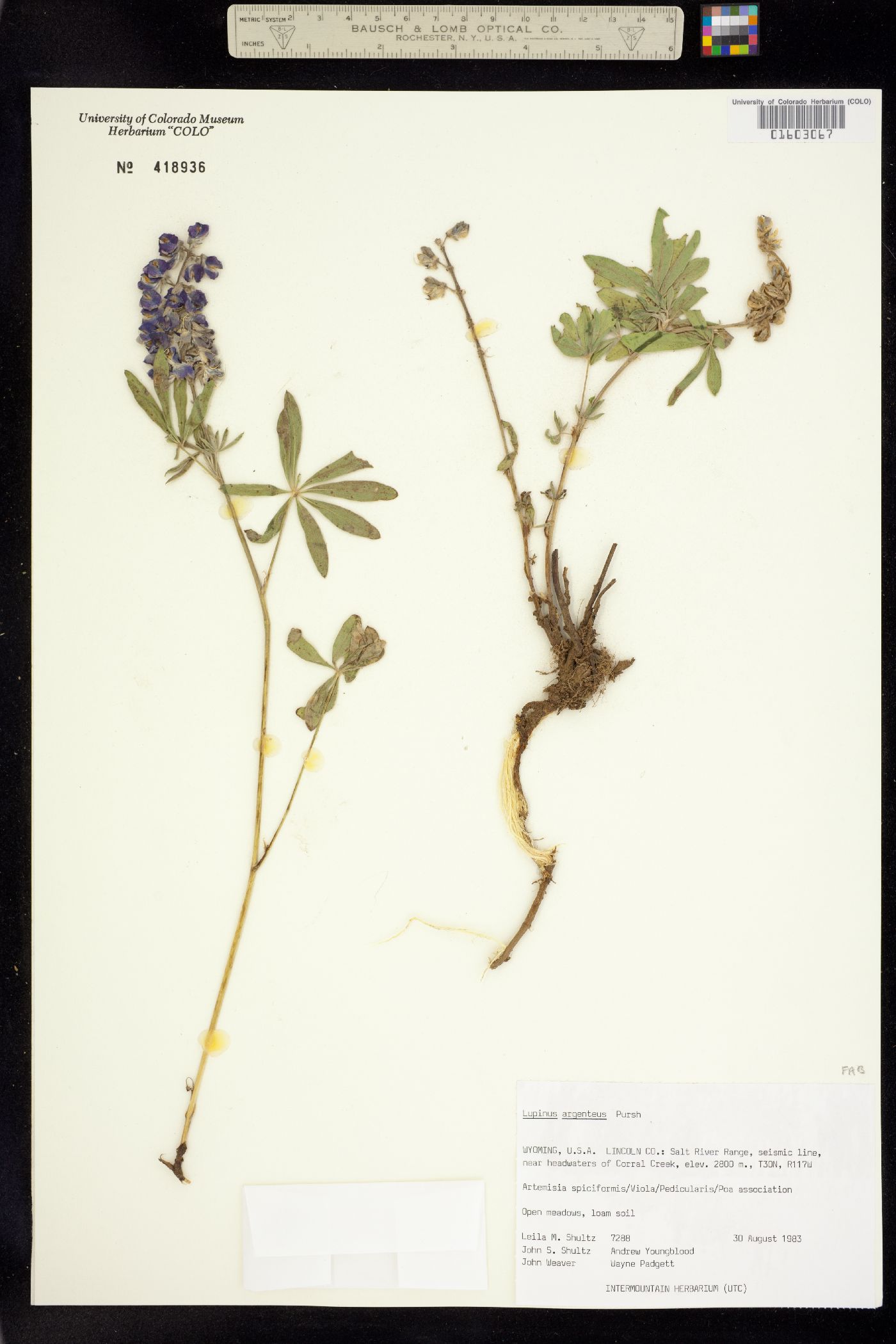 Lupinus argenteus image