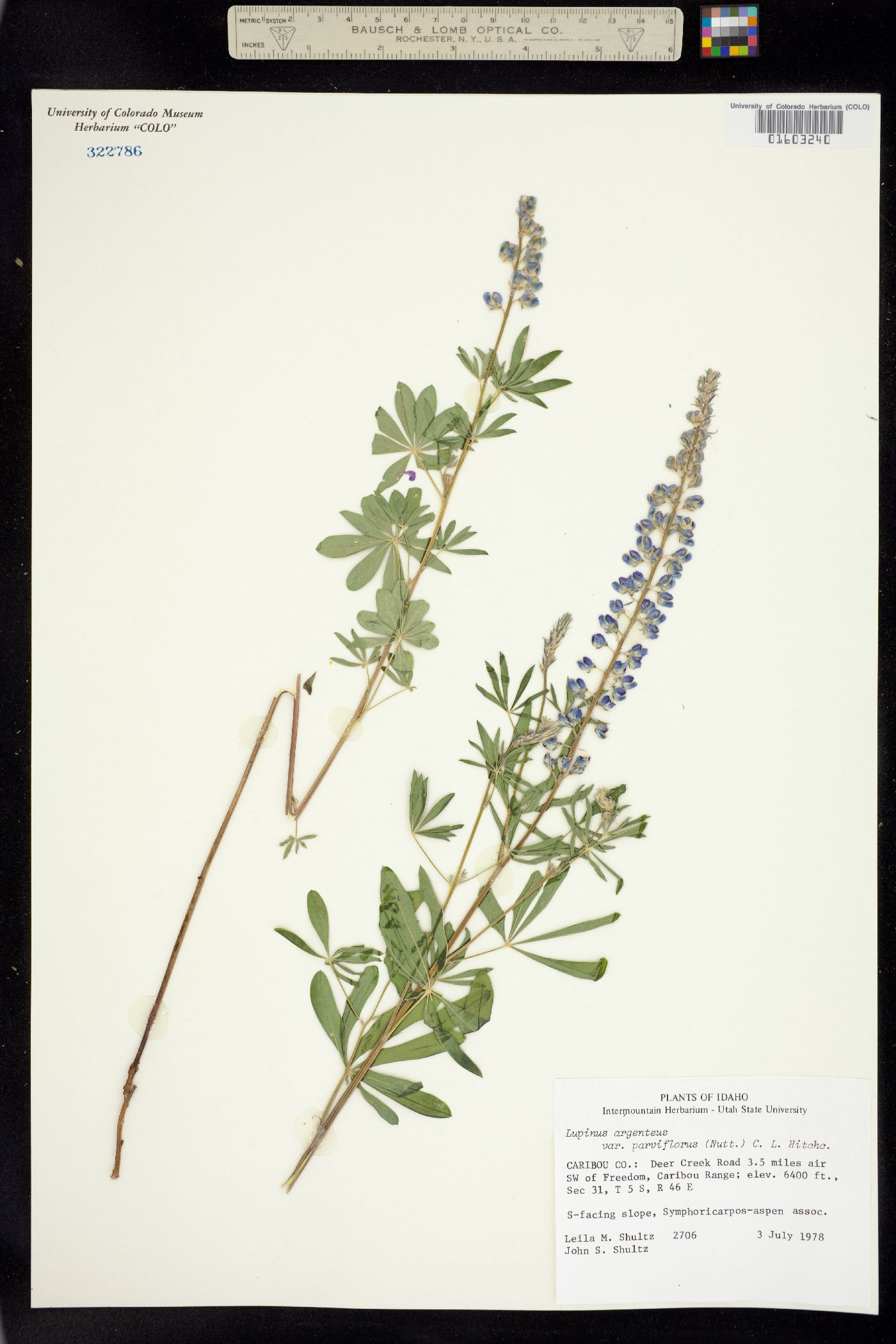 Lupinus parviflorus ssp. parviflorus image