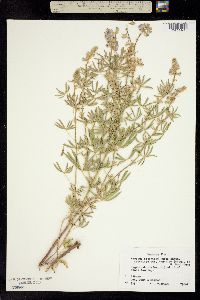 Lupinus argenteus subsp. argenteus image