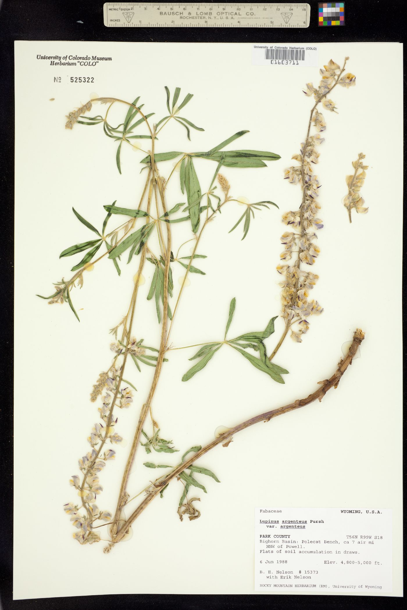 Lupinus argenteus var. argenteus image