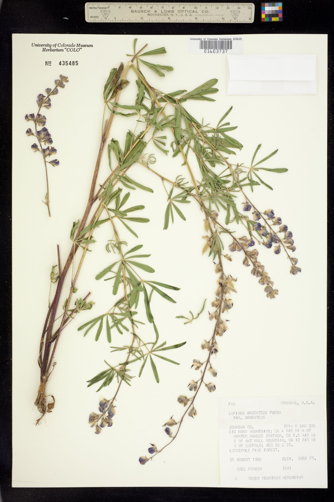 Lupinus argenteus var. argenteus image