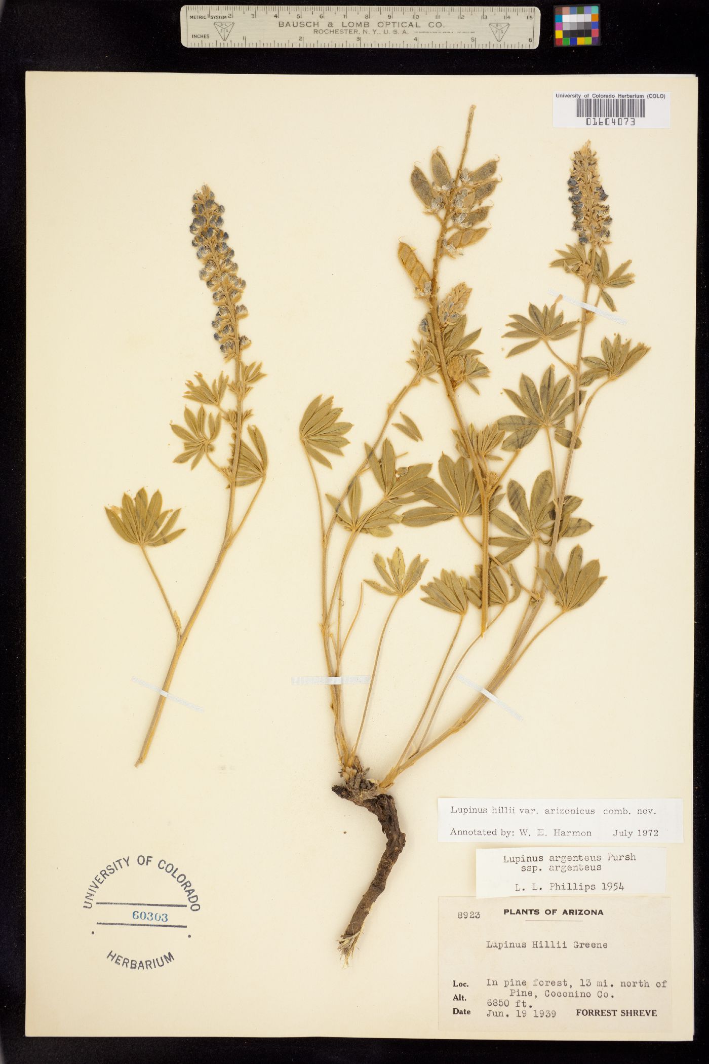 Lupinus hillii image