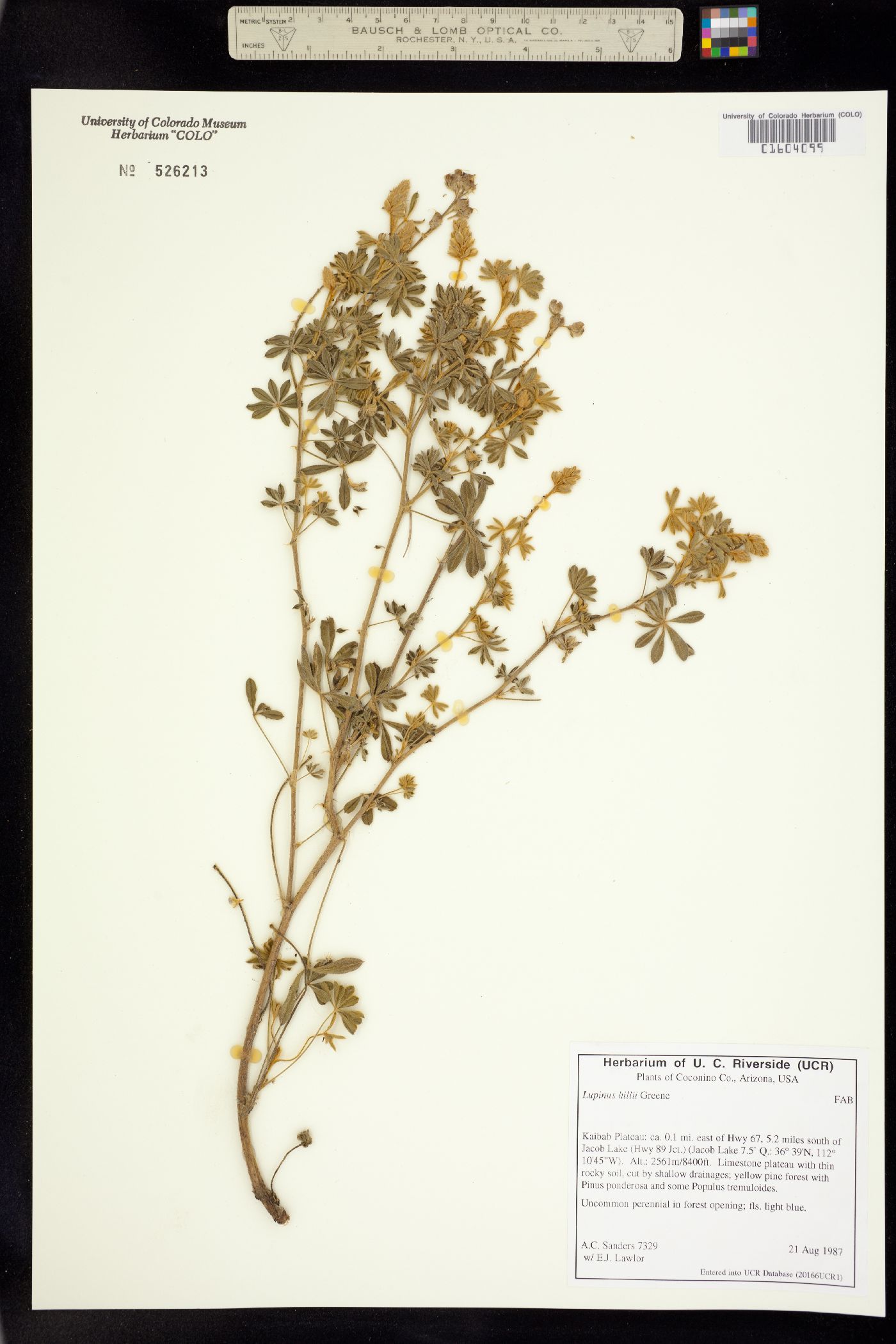 Lupinus hillii image