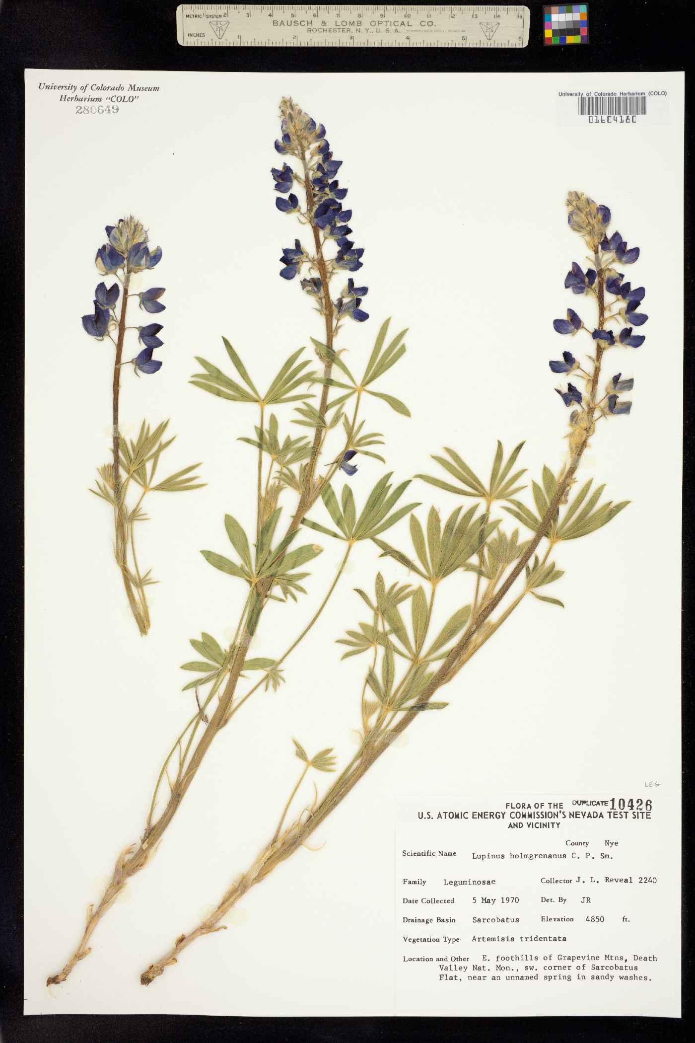 Lupinus holmgrenianus image