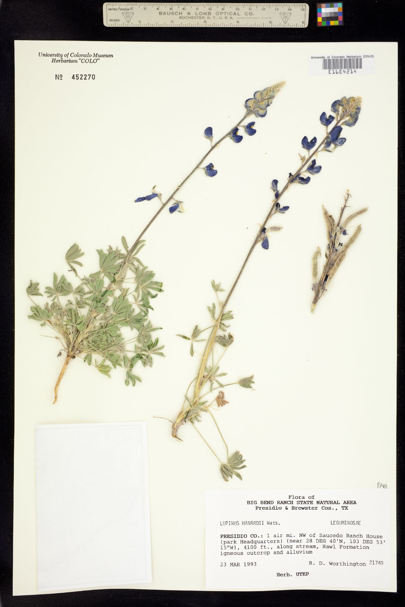 Lupinus havardii image