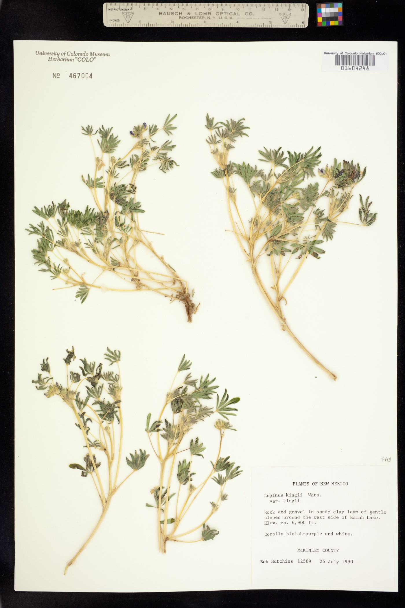 Lupinus kingii image