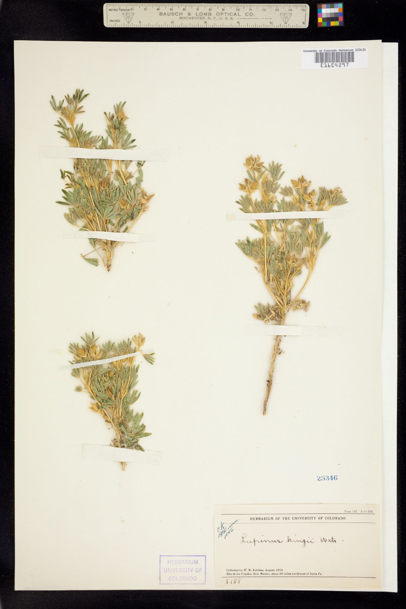 Lupinus kingii image