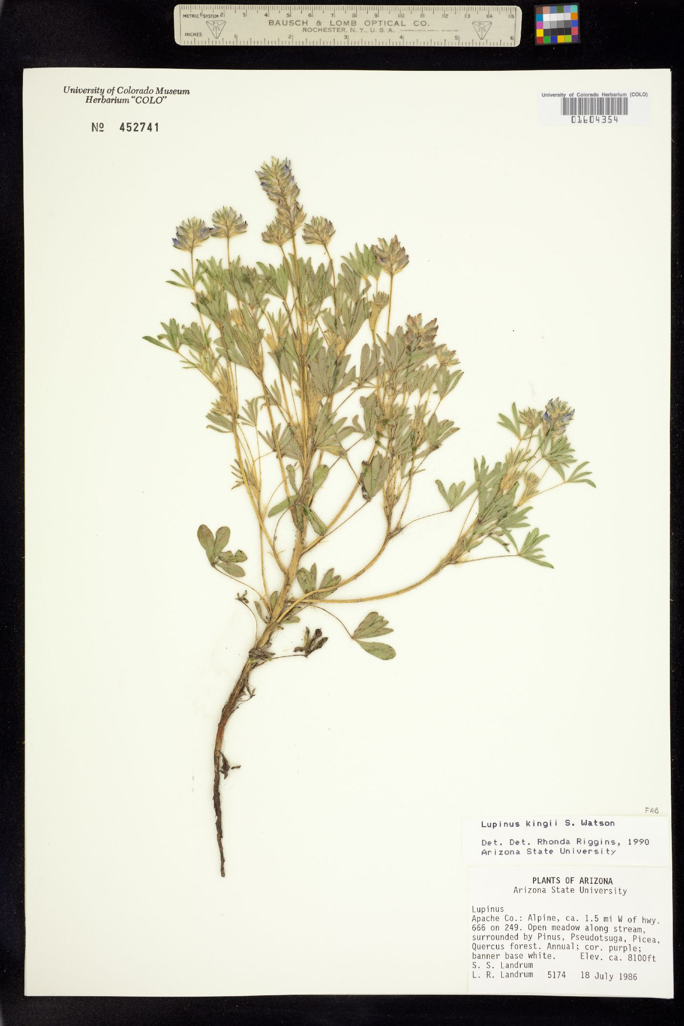 Lupinus kingii image