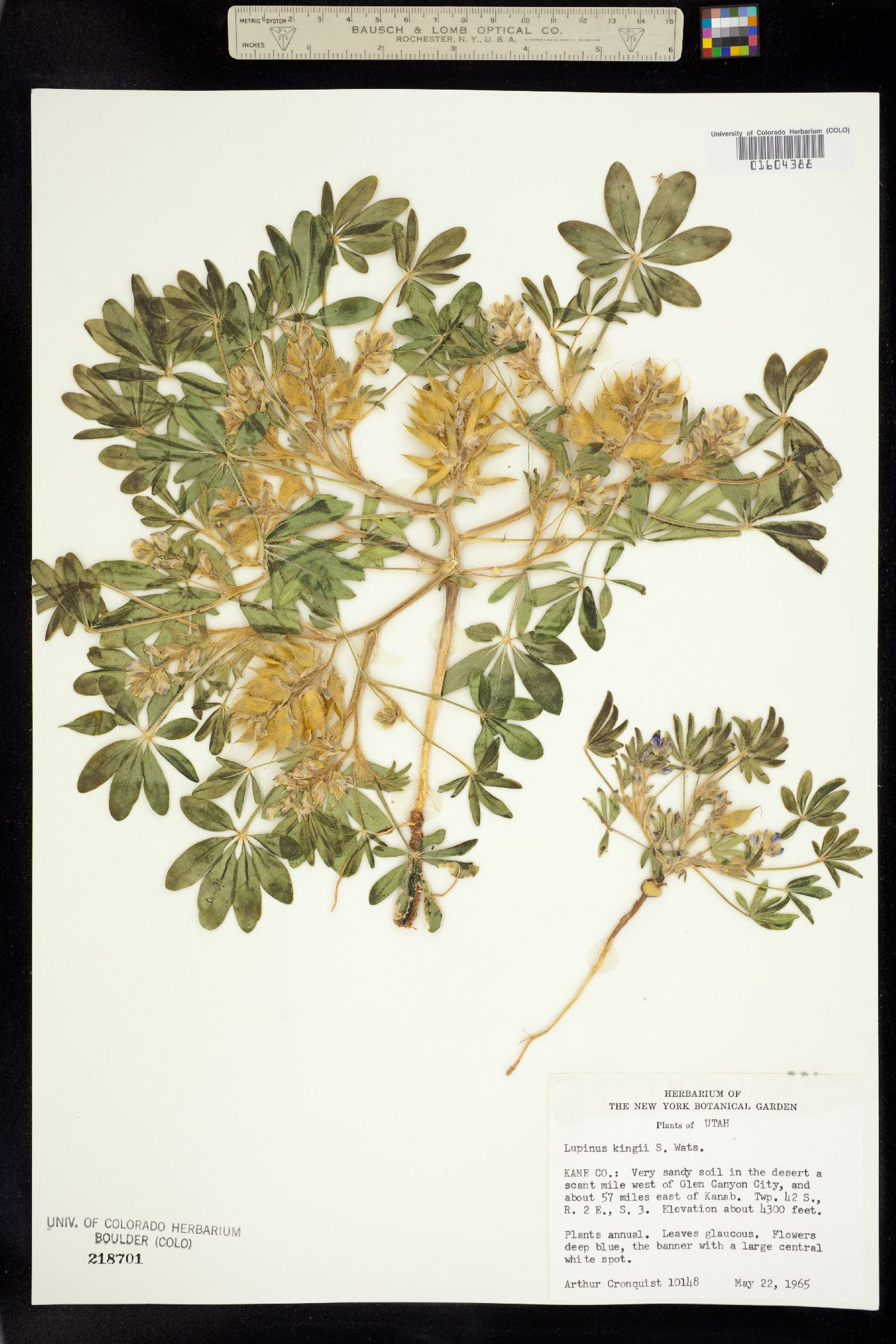 Lupinus kingii image