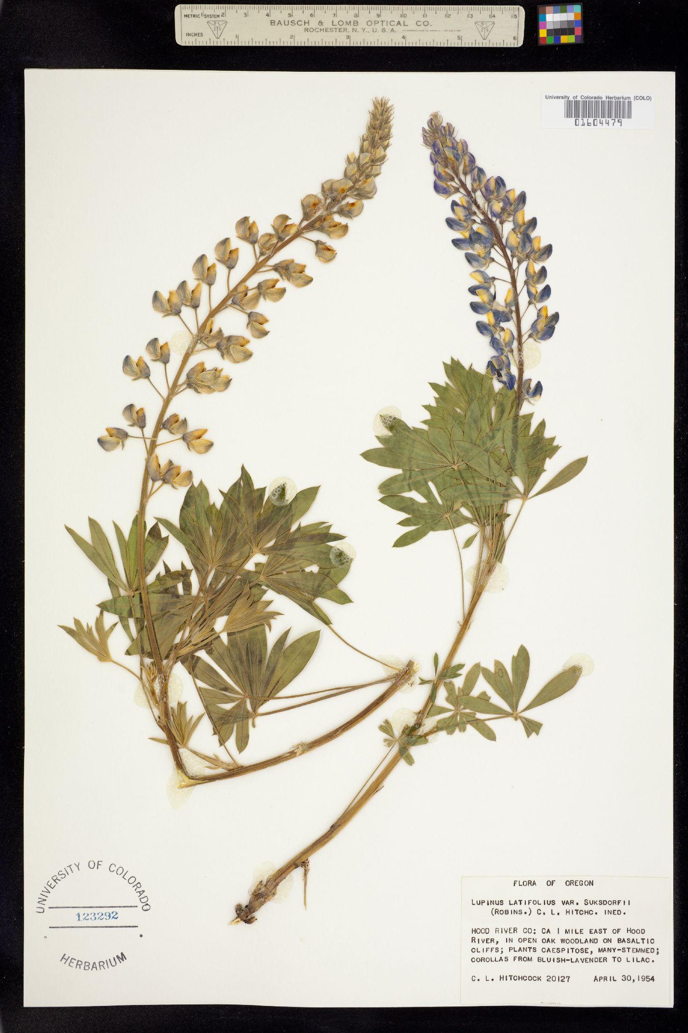 Lupinus latifolius image