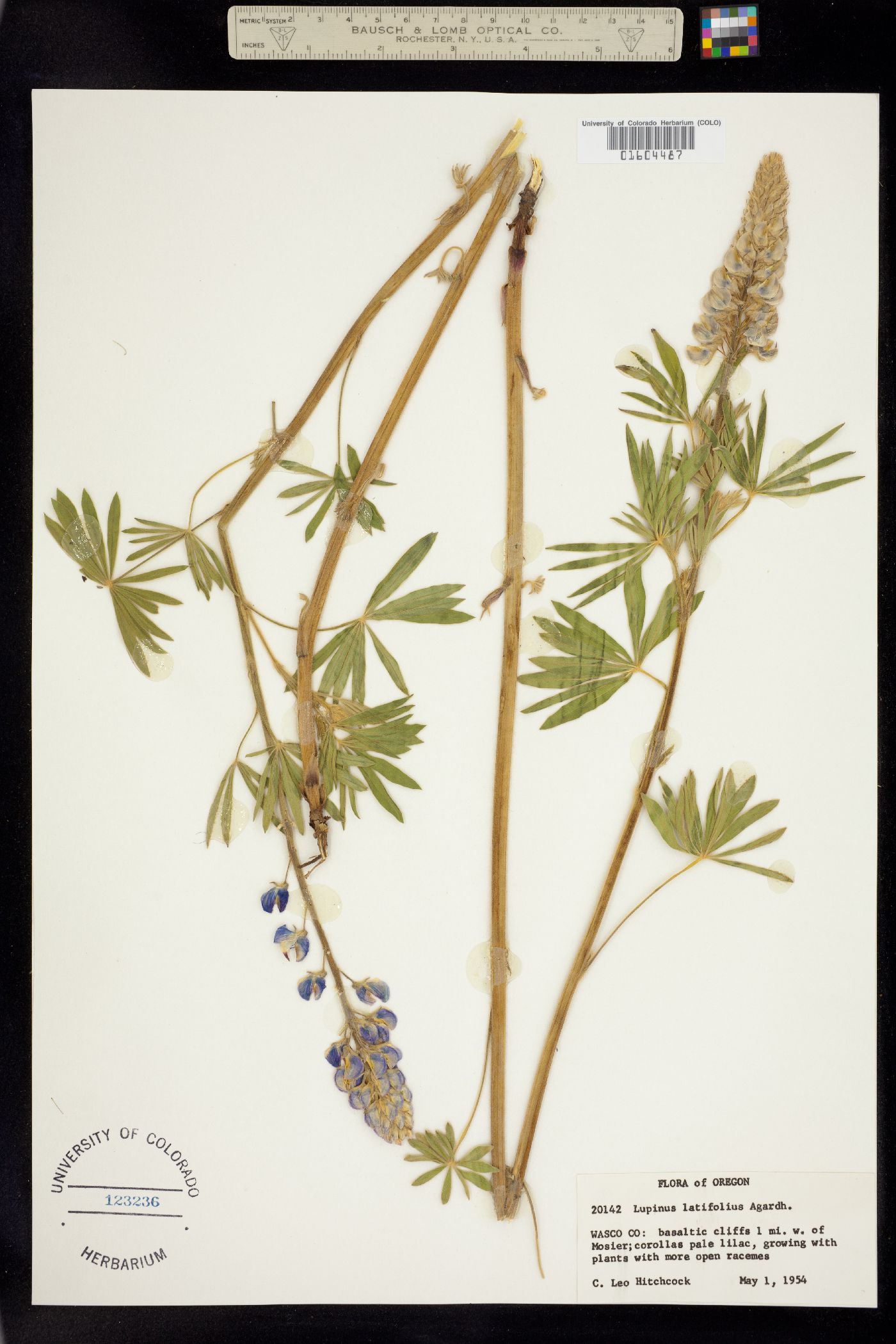 Lupinus latifolius image