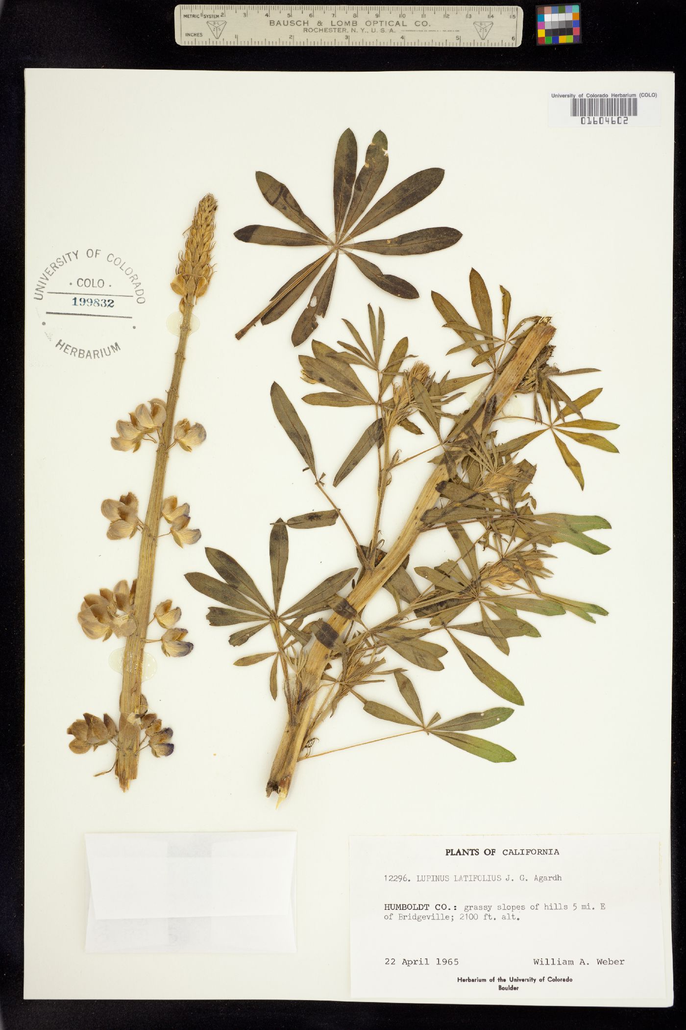 Lupinus latifolius image