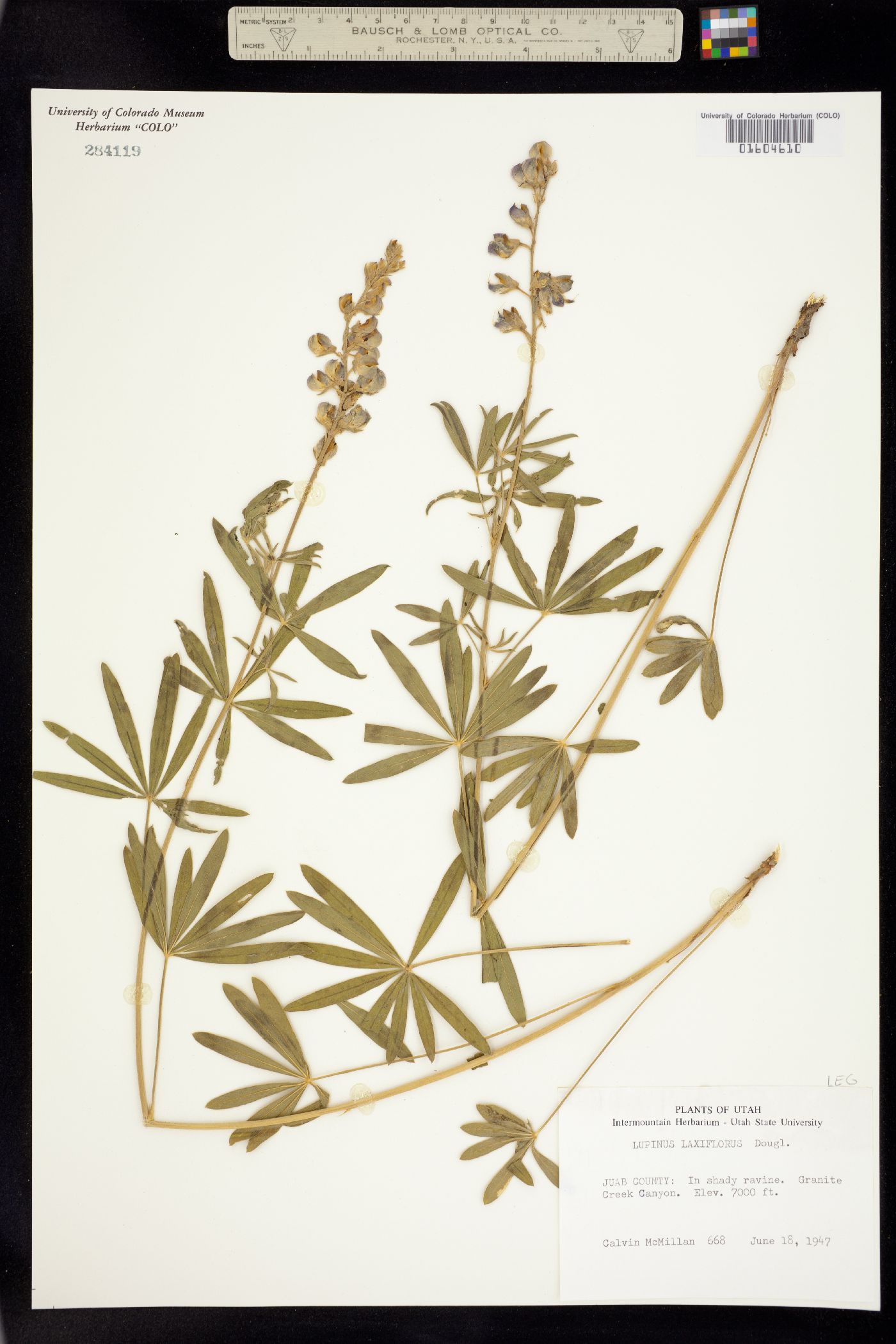 Lupinus argenteus var. laxiflorus image