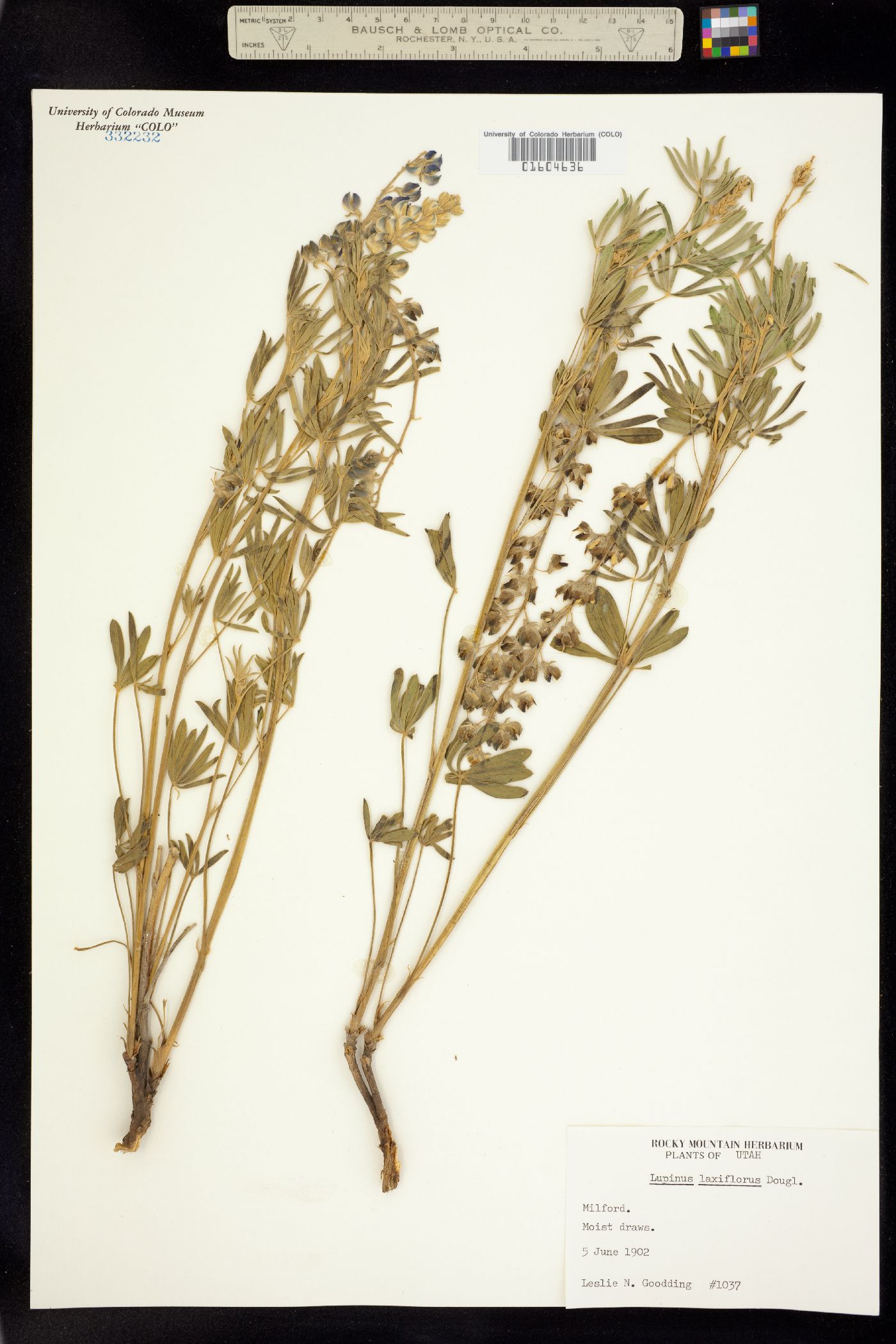 Lupinus argenteus image