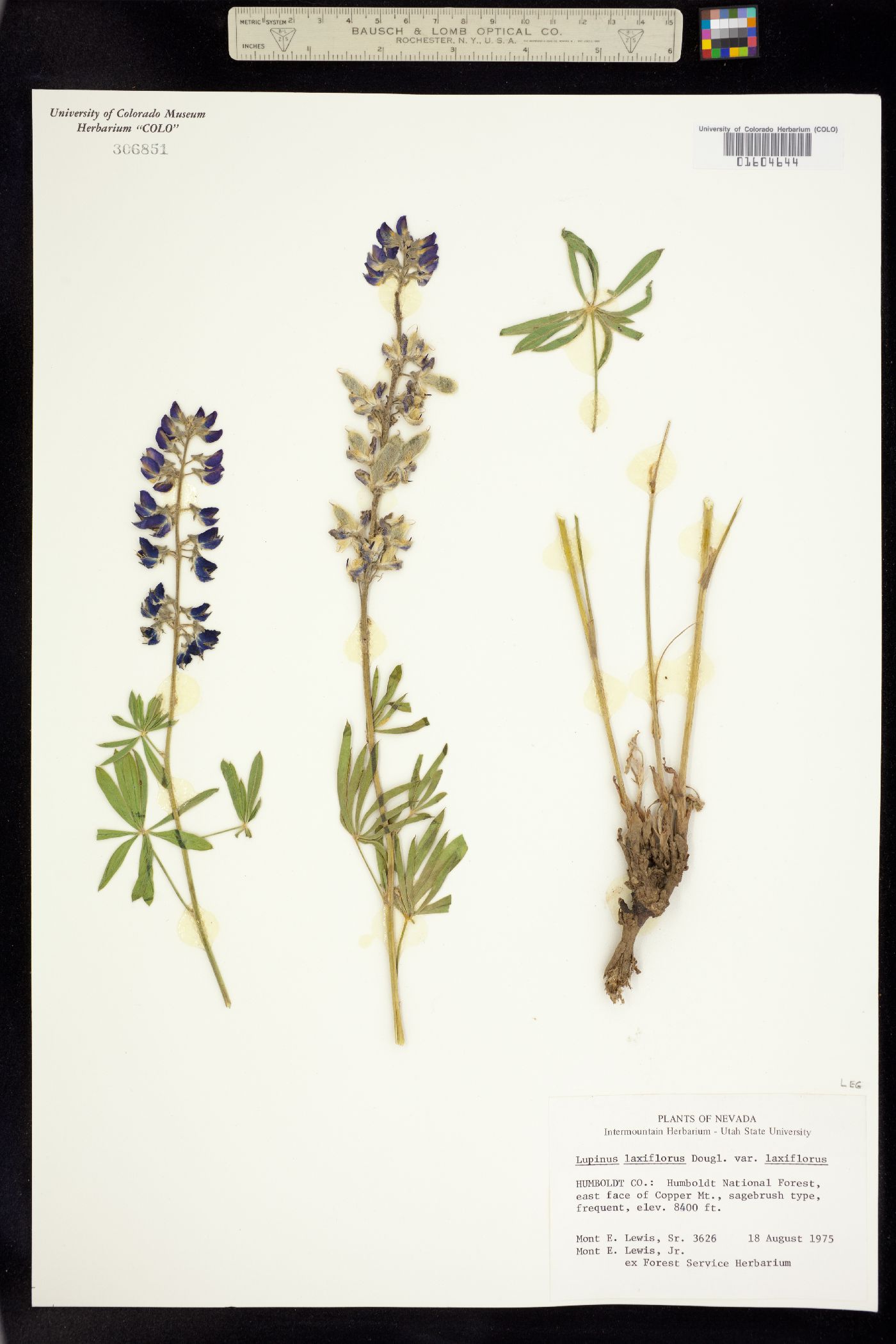 Lupinus argenteus image