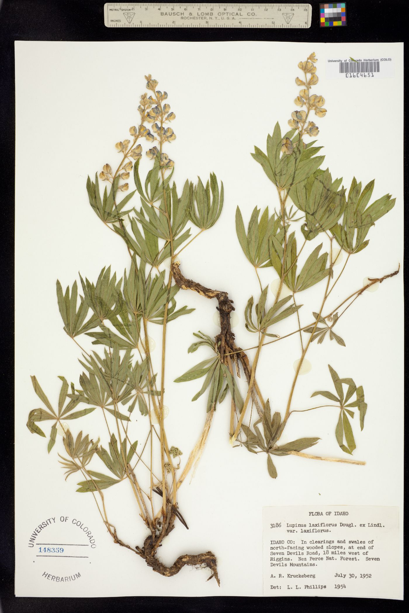 Lupinus argenteus var. laxiflorus image