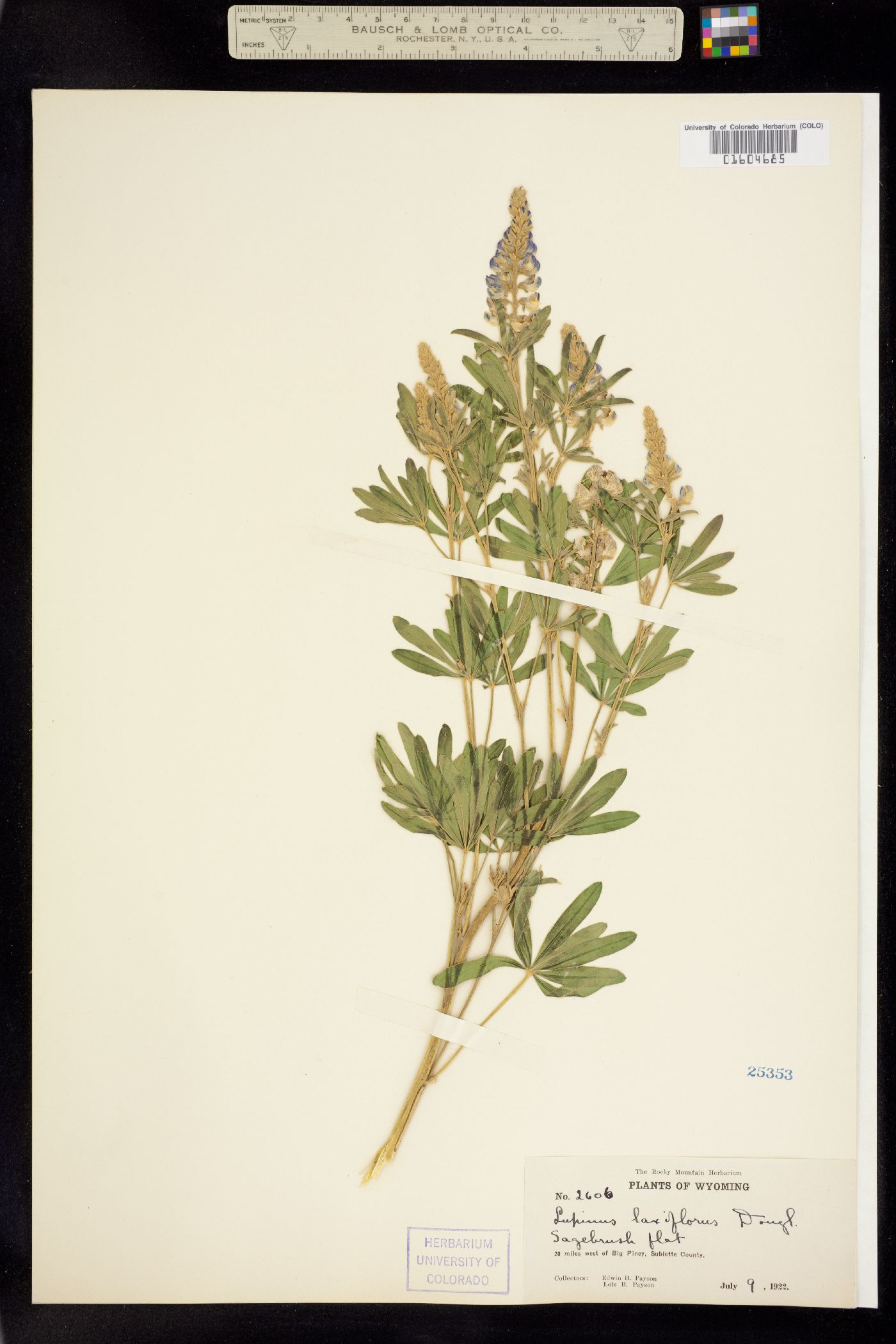 Lupinus argenteus var. laxiflorus image