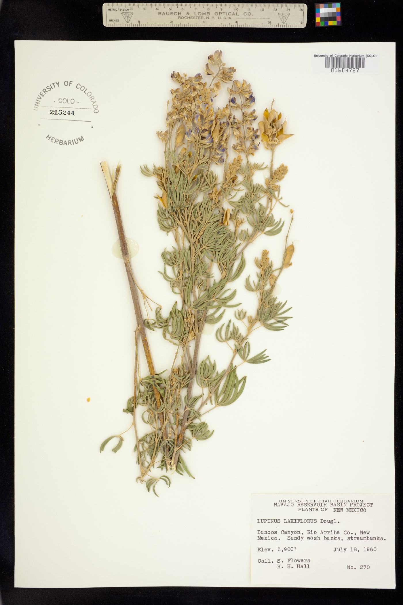 Lupinus argenteus var. laxiflorus image