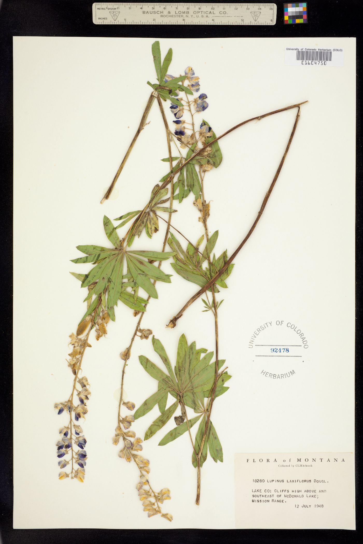 Lupinus argenteus ssp. argenteus image