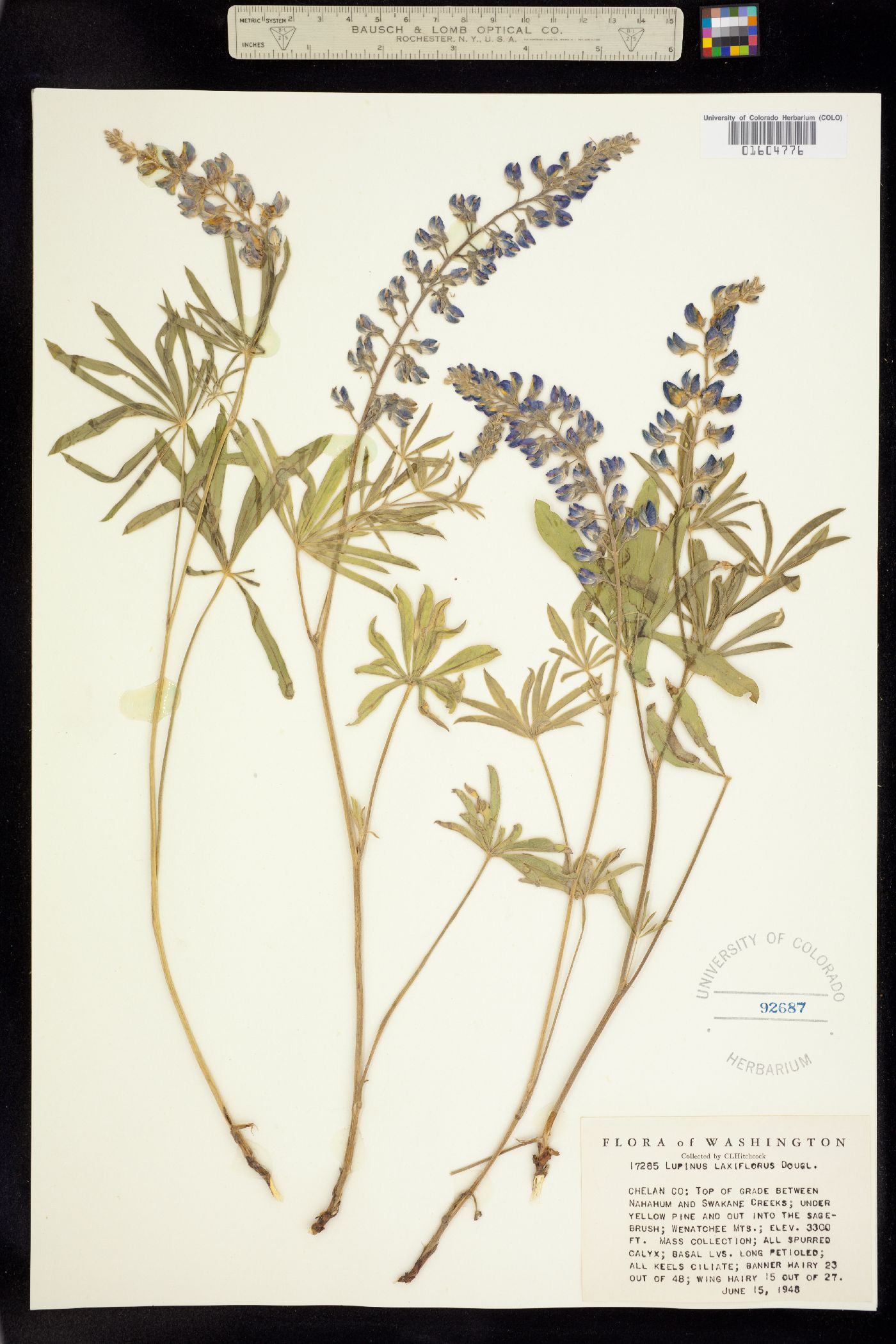 Lupinus argenteus ssp. argenteus image