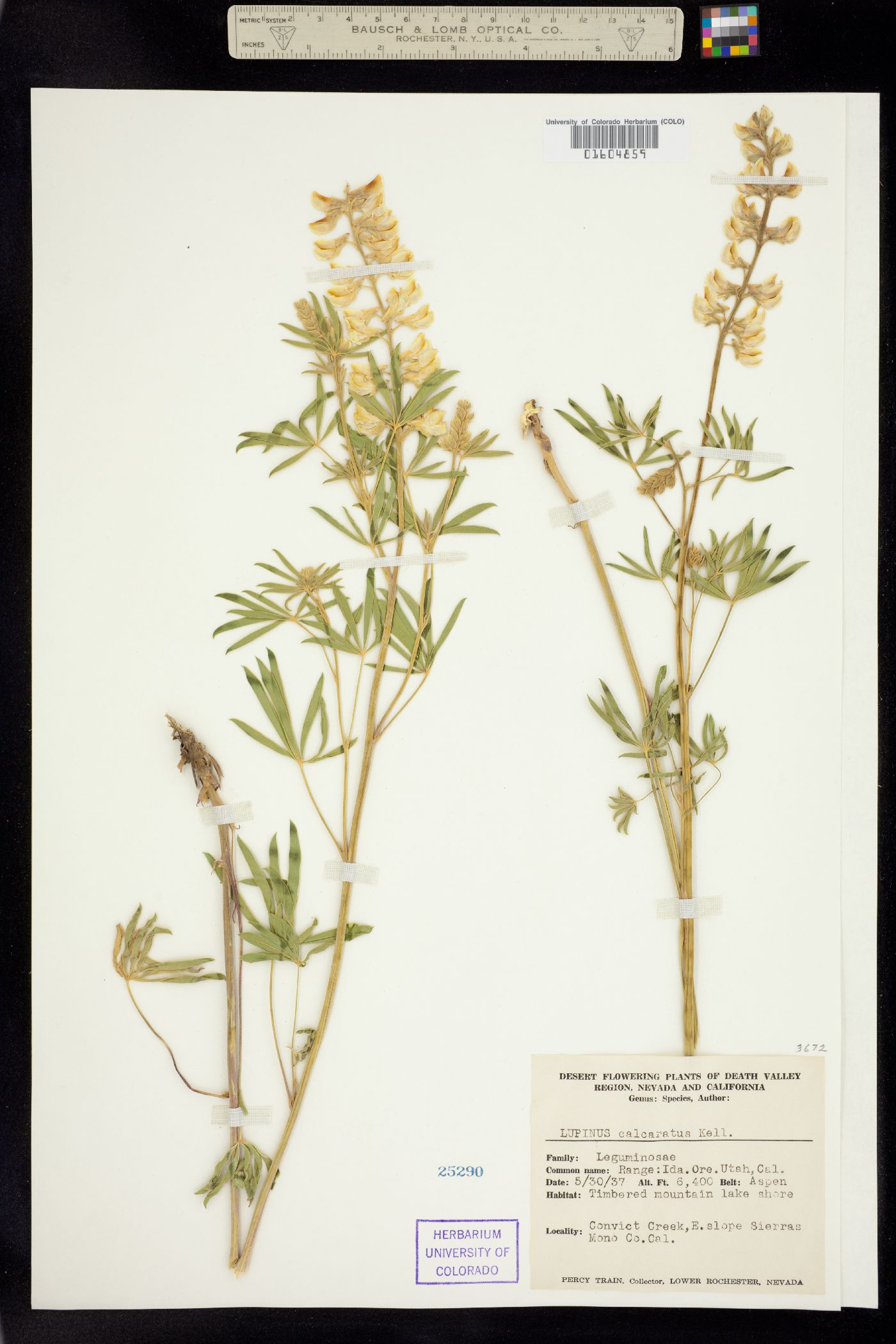 Lupinus argenteus ssp. argenteus image