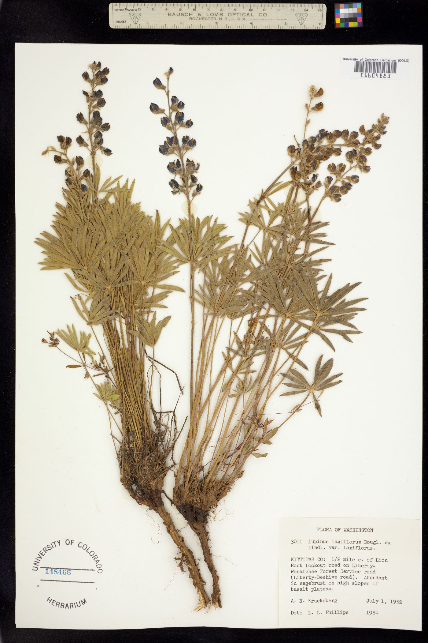 Lupinus argenteus image