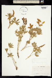 Lupinus argenteus ssp. argenteus image
