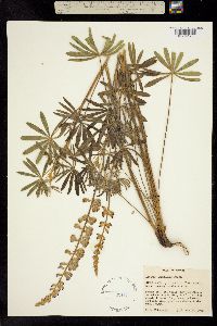 Lupinus argenteus ssp. argenteus image