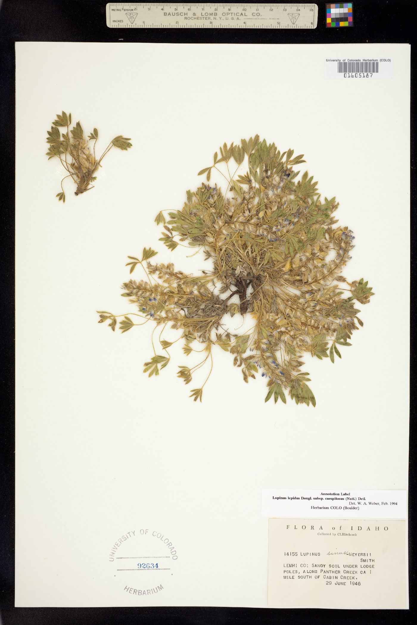 Lupinus caespitosus image
