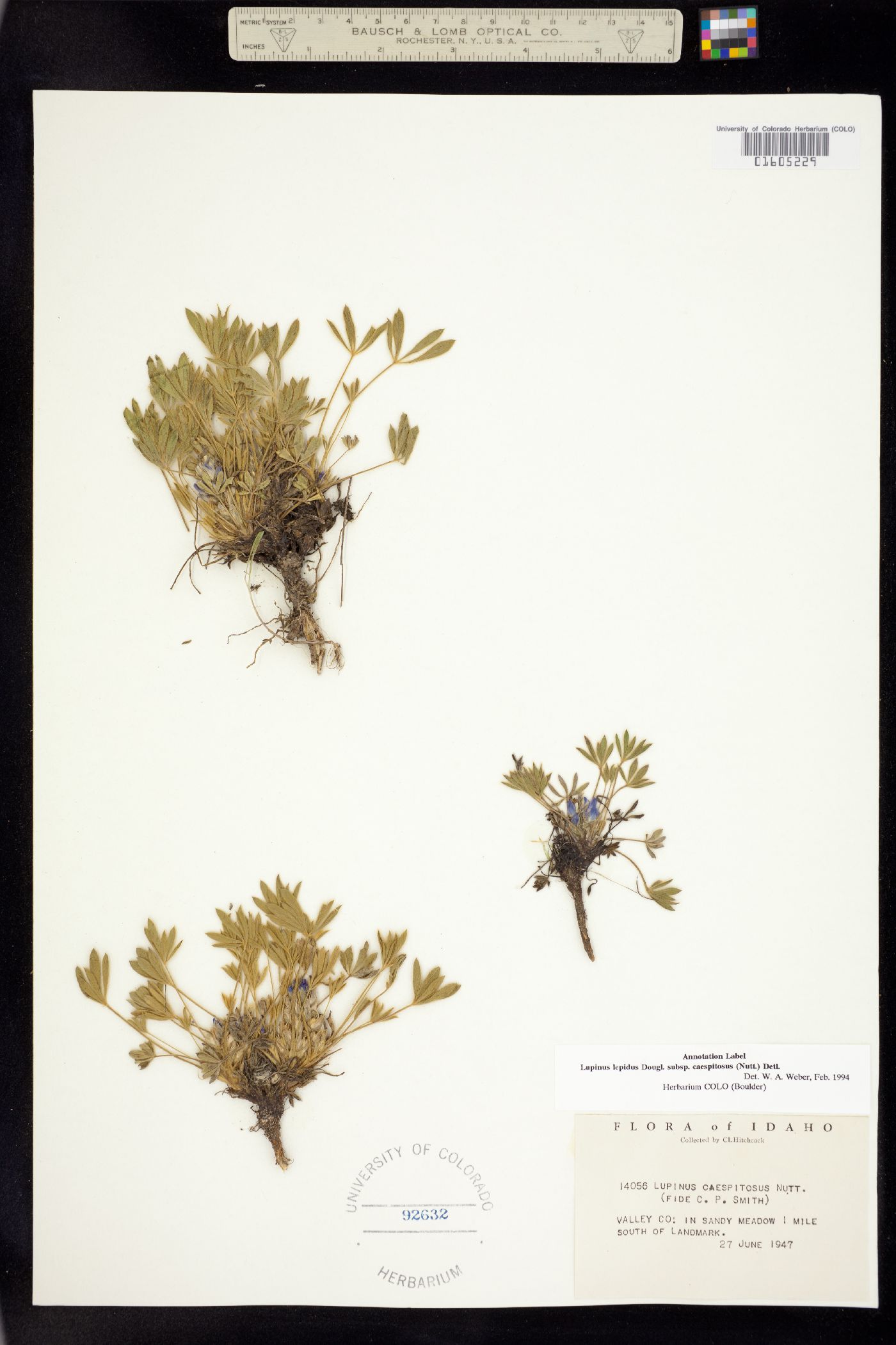 Lupinus caespitosus var. caespitosus image