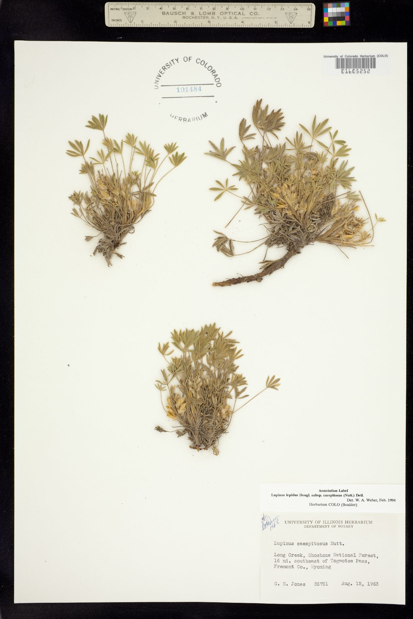 Lupinus lepidus image