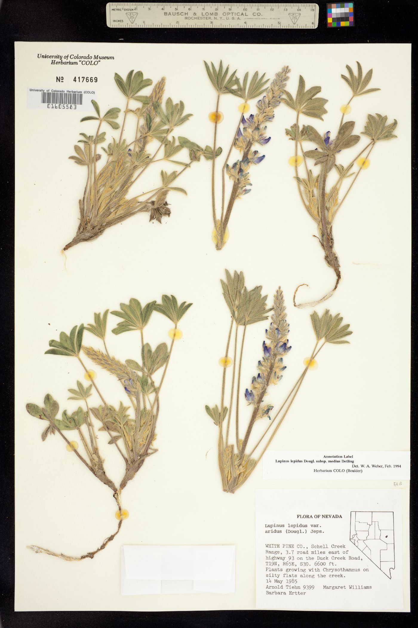 Lupinus lepidus subsp. medius image