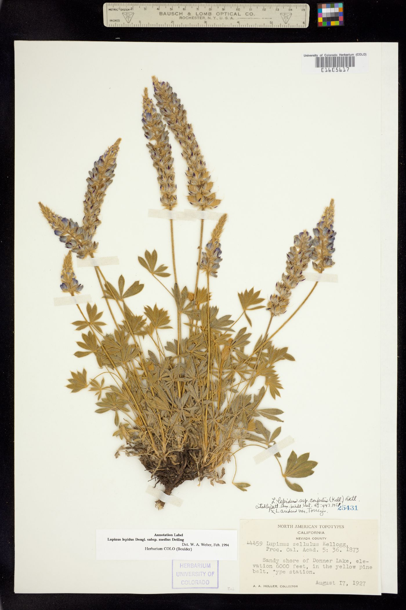 Lupinus lepidus subsp. medius image