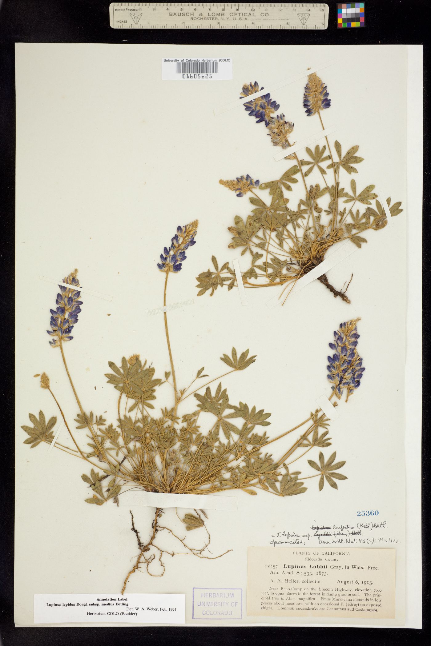 Lupinus lepidus subsp. medius image