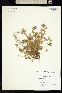 Lupinus lepidus subsp. medius image