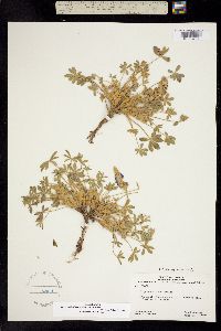 Lupinus lepidus subsp. medius image