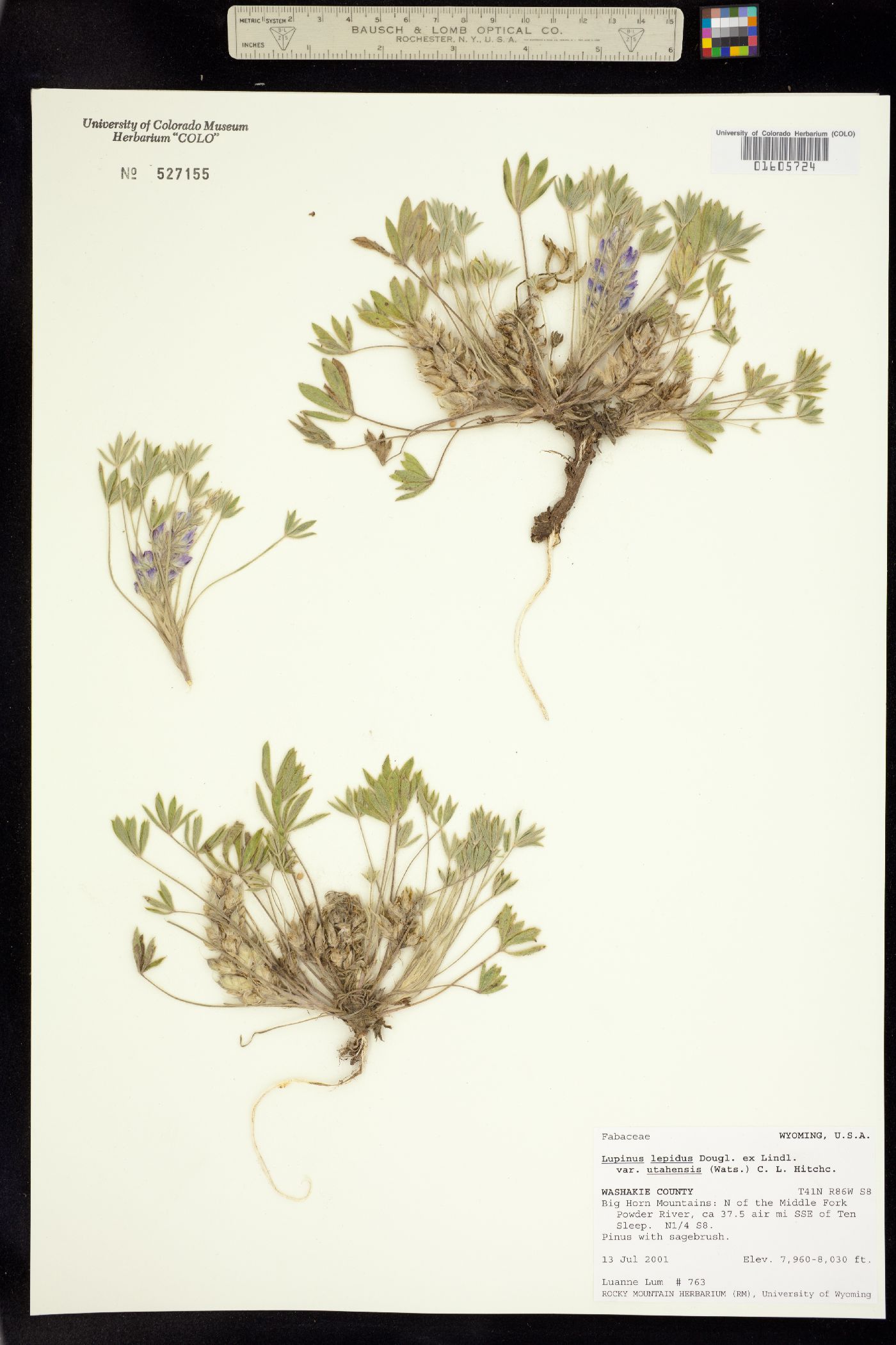 Lupinus caespitosus var. utahensis image