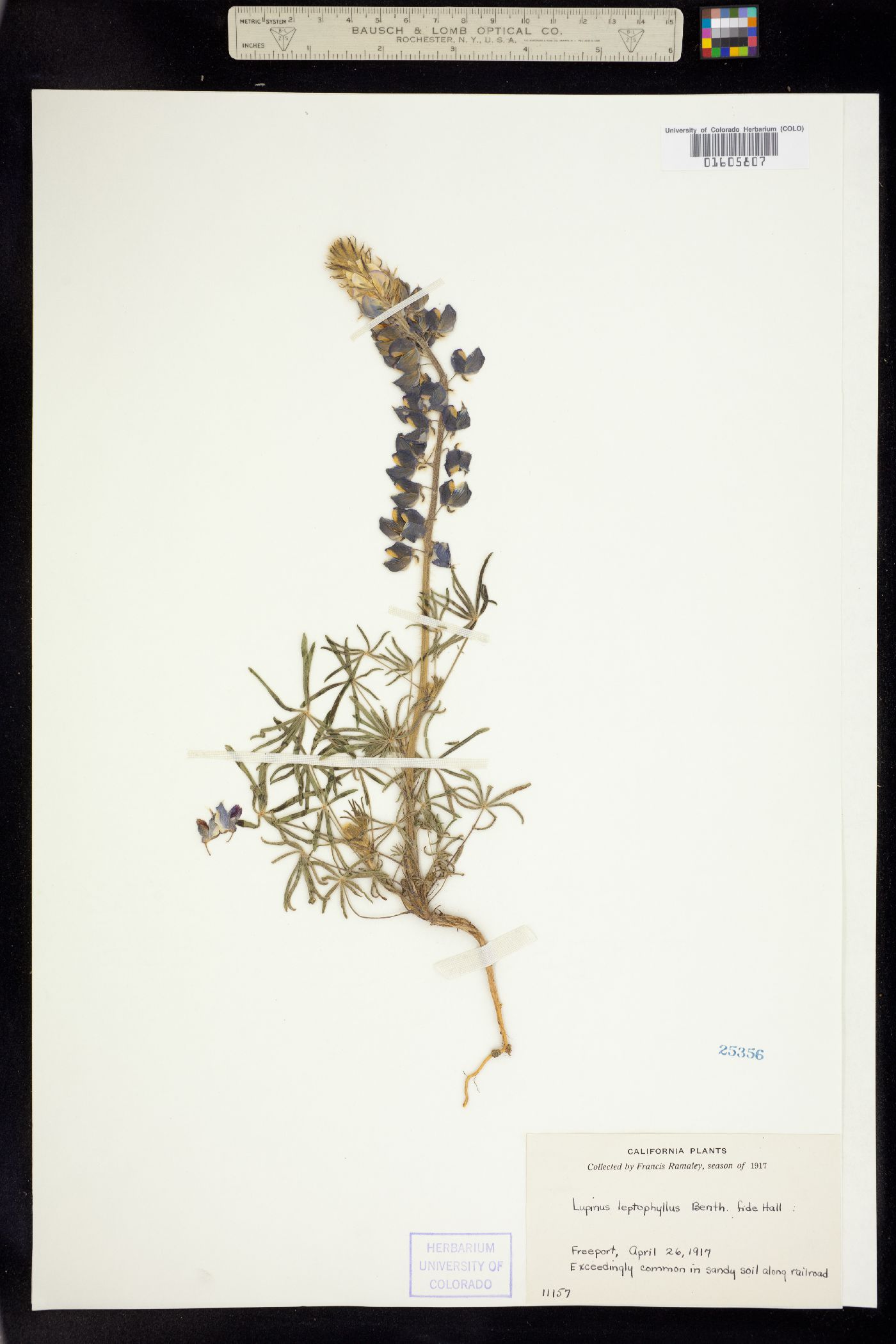 Lupinus benthamii var. benthamii image