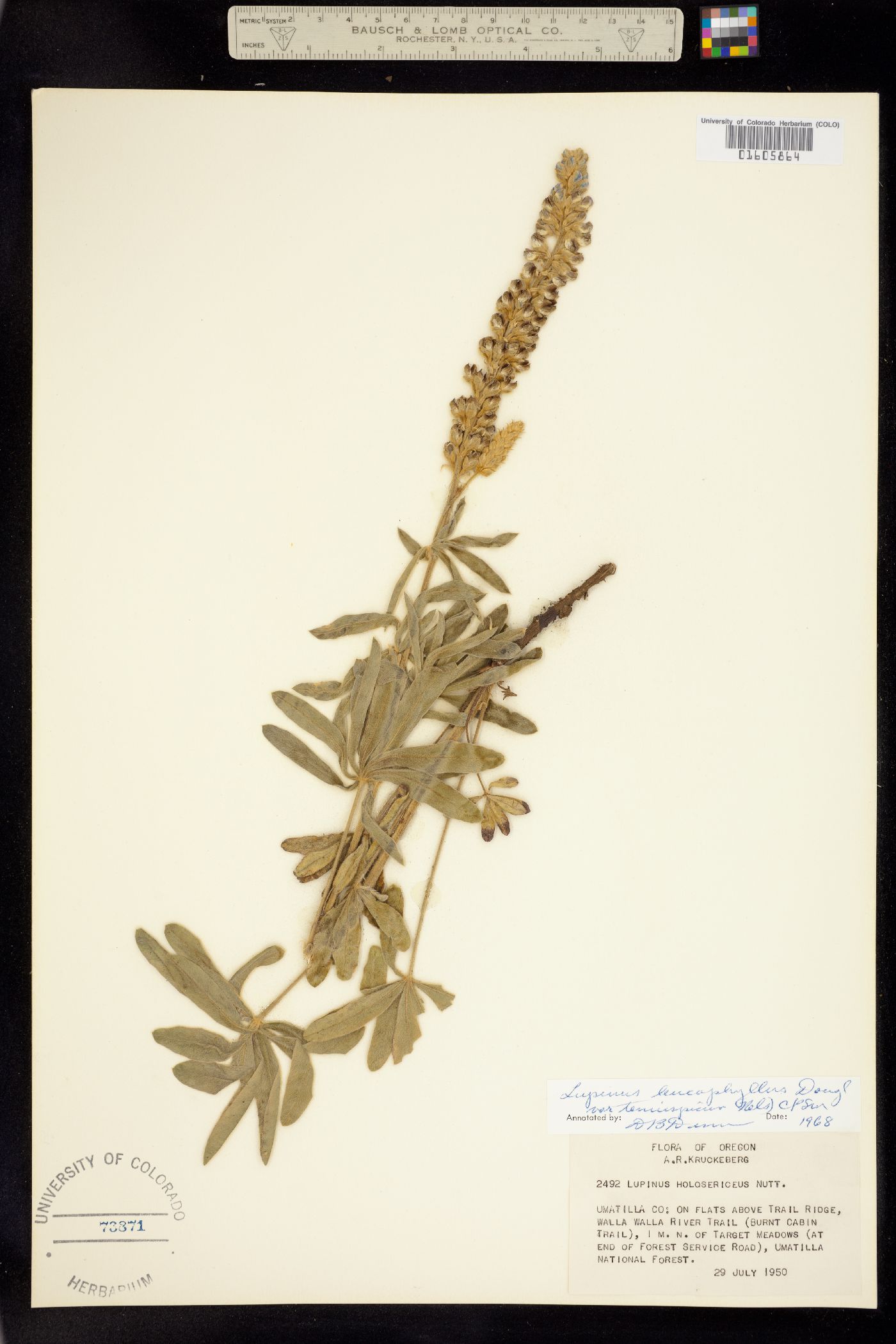 Lupinus leucophyllus image