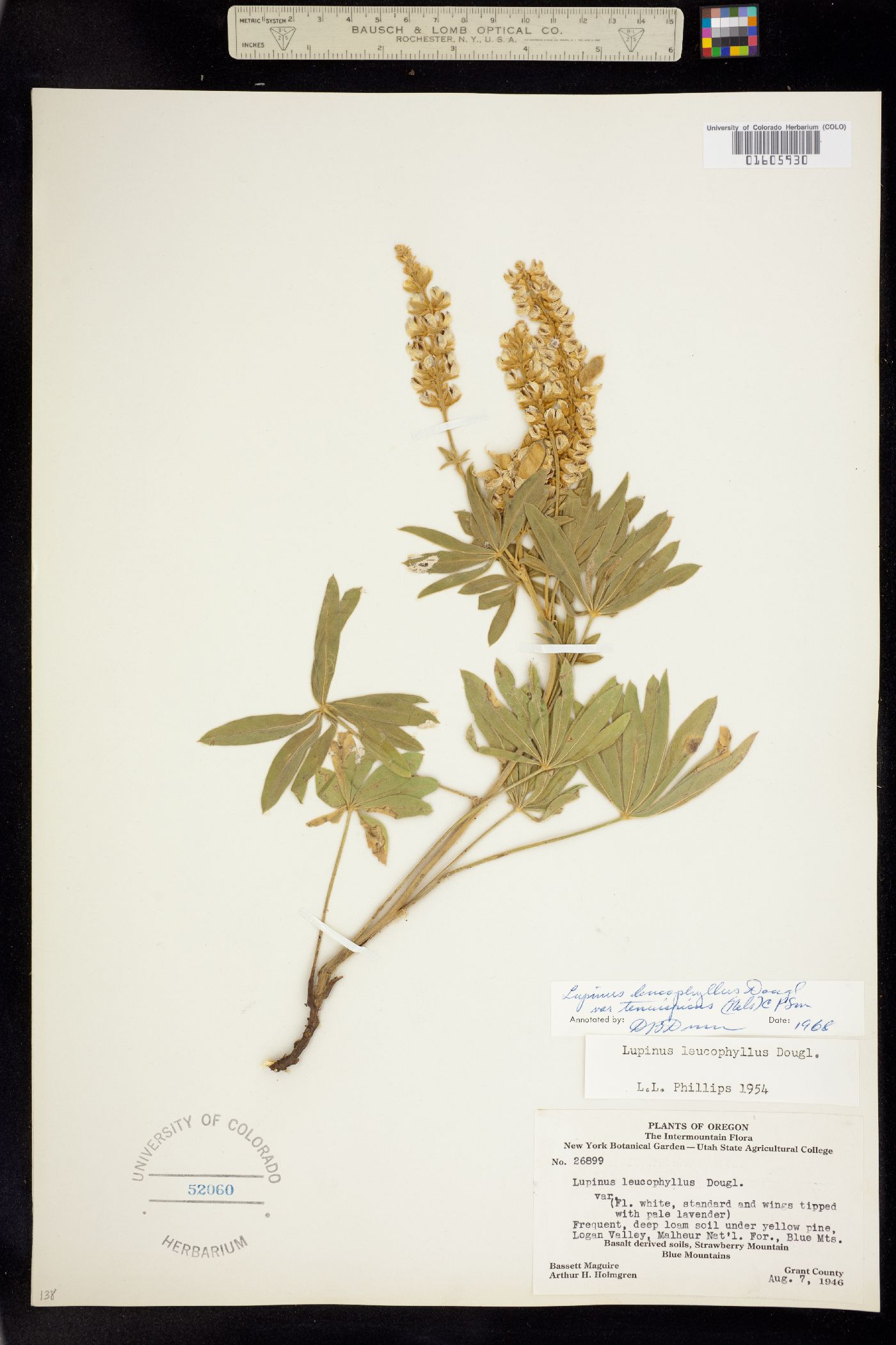 Lupinus leucophyllus image