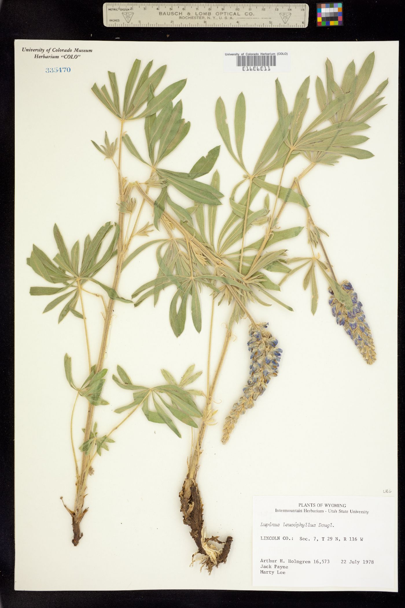 Lupinus leucophyllus image