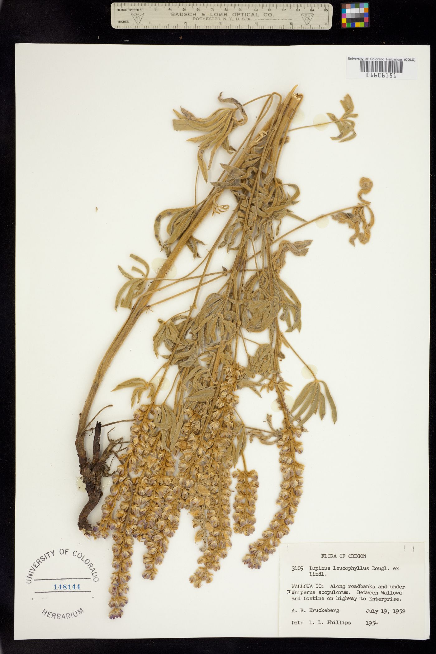 Lupinus leucophyllus image