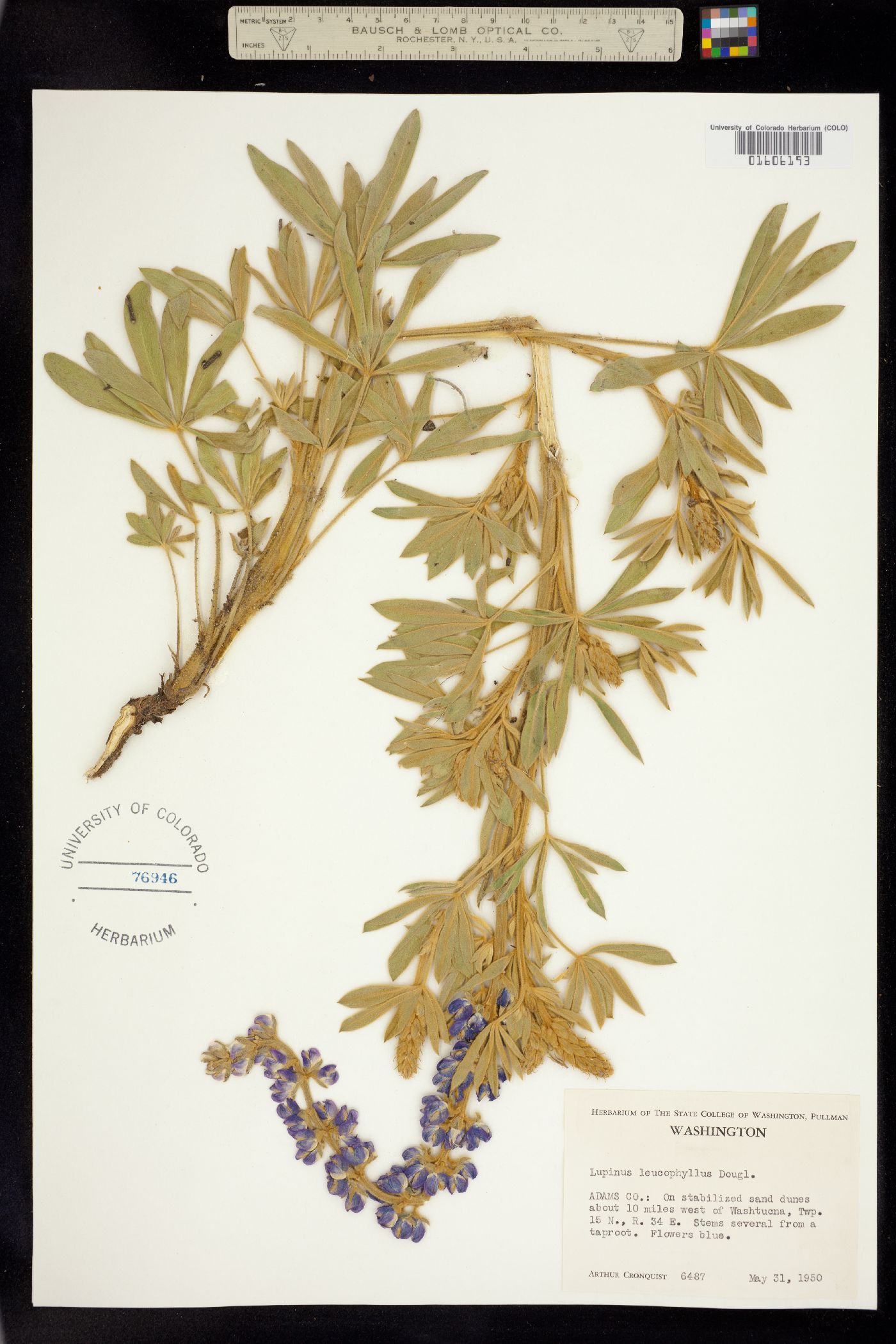 Lupinus leucophyllus image