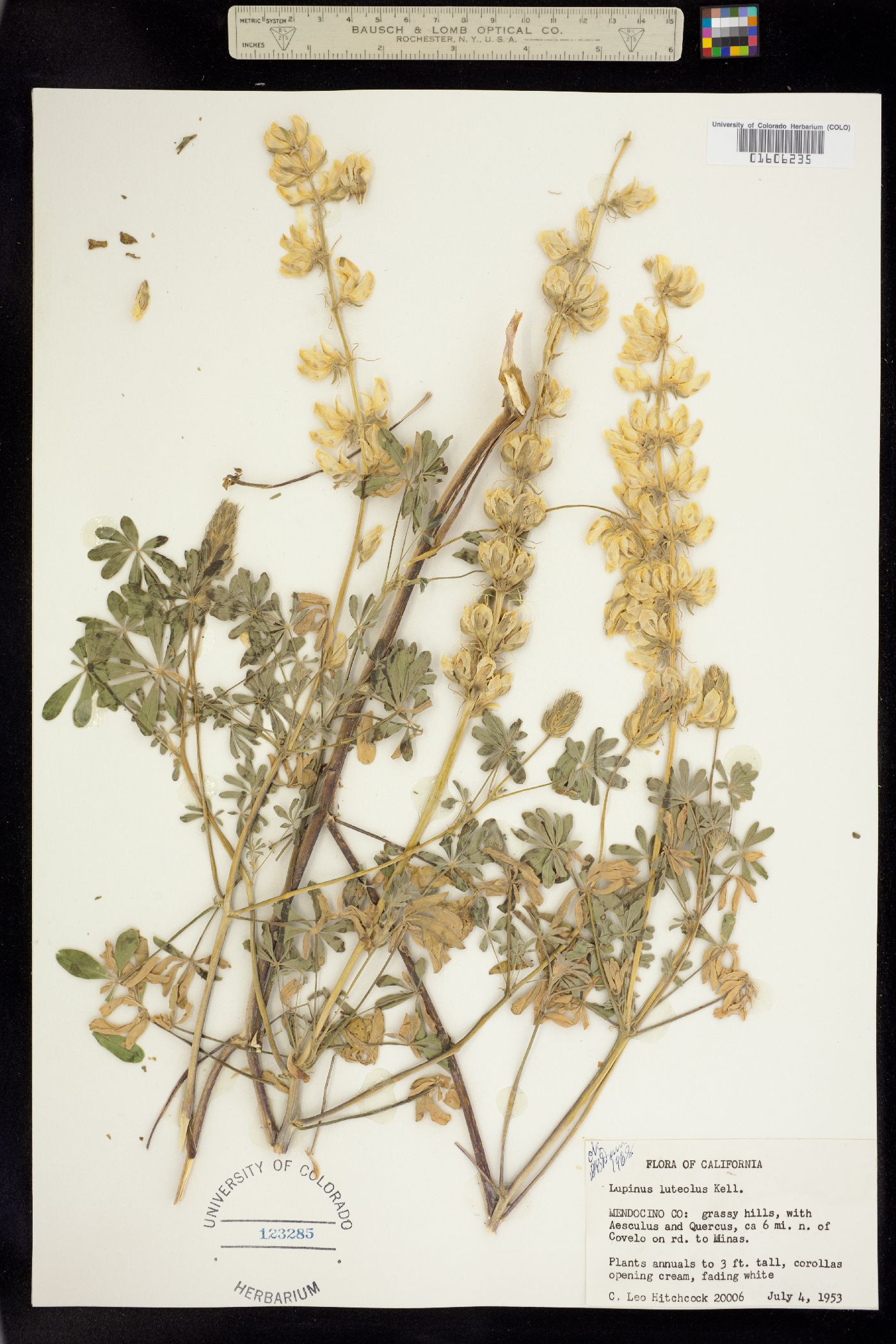 Lupinus luteolus image