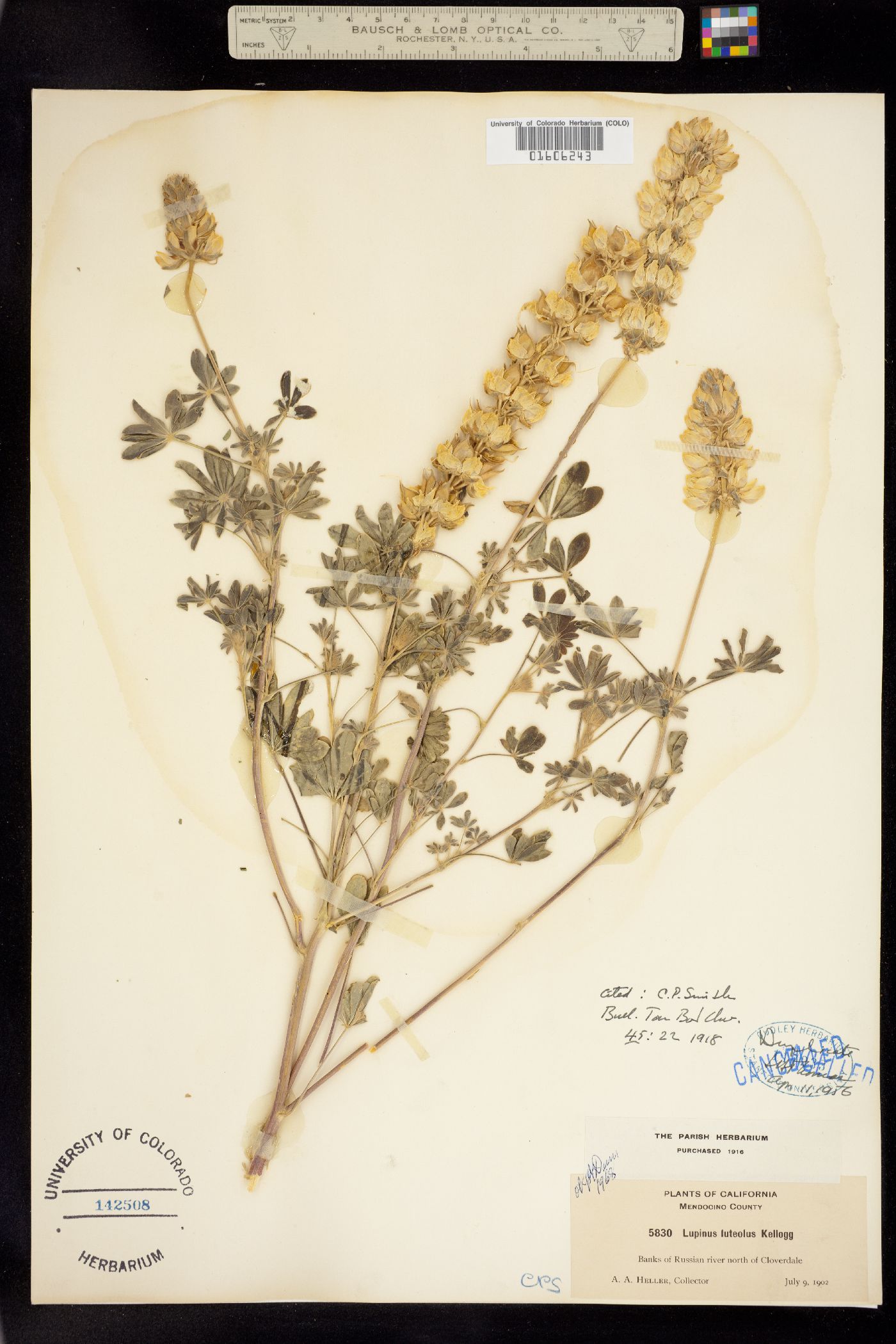 Lupinus luteolus image