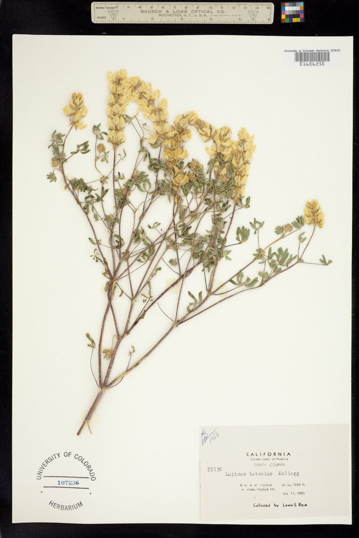 Lupinus luteolus image