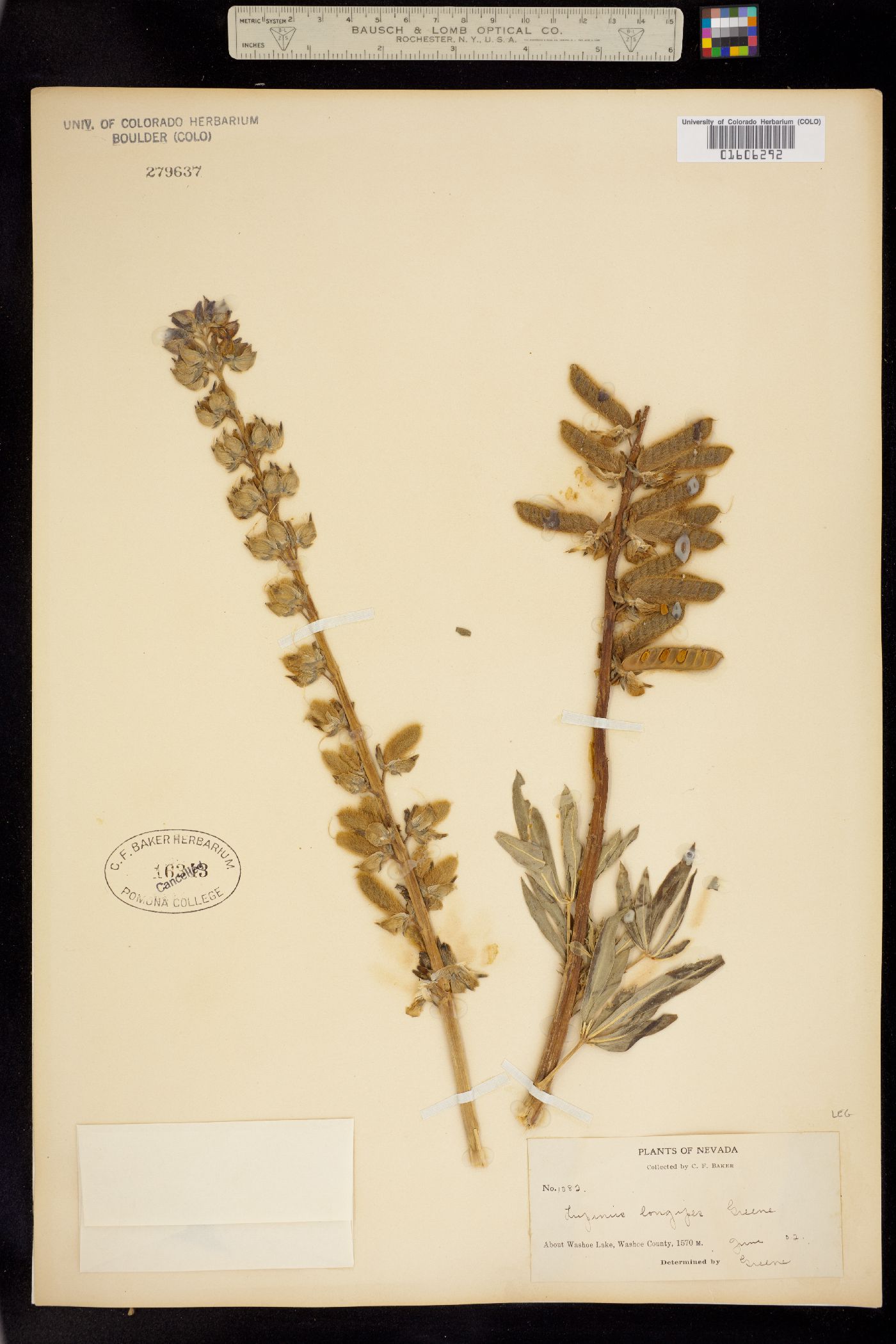 Lupinus latifolius ssp. longipes image