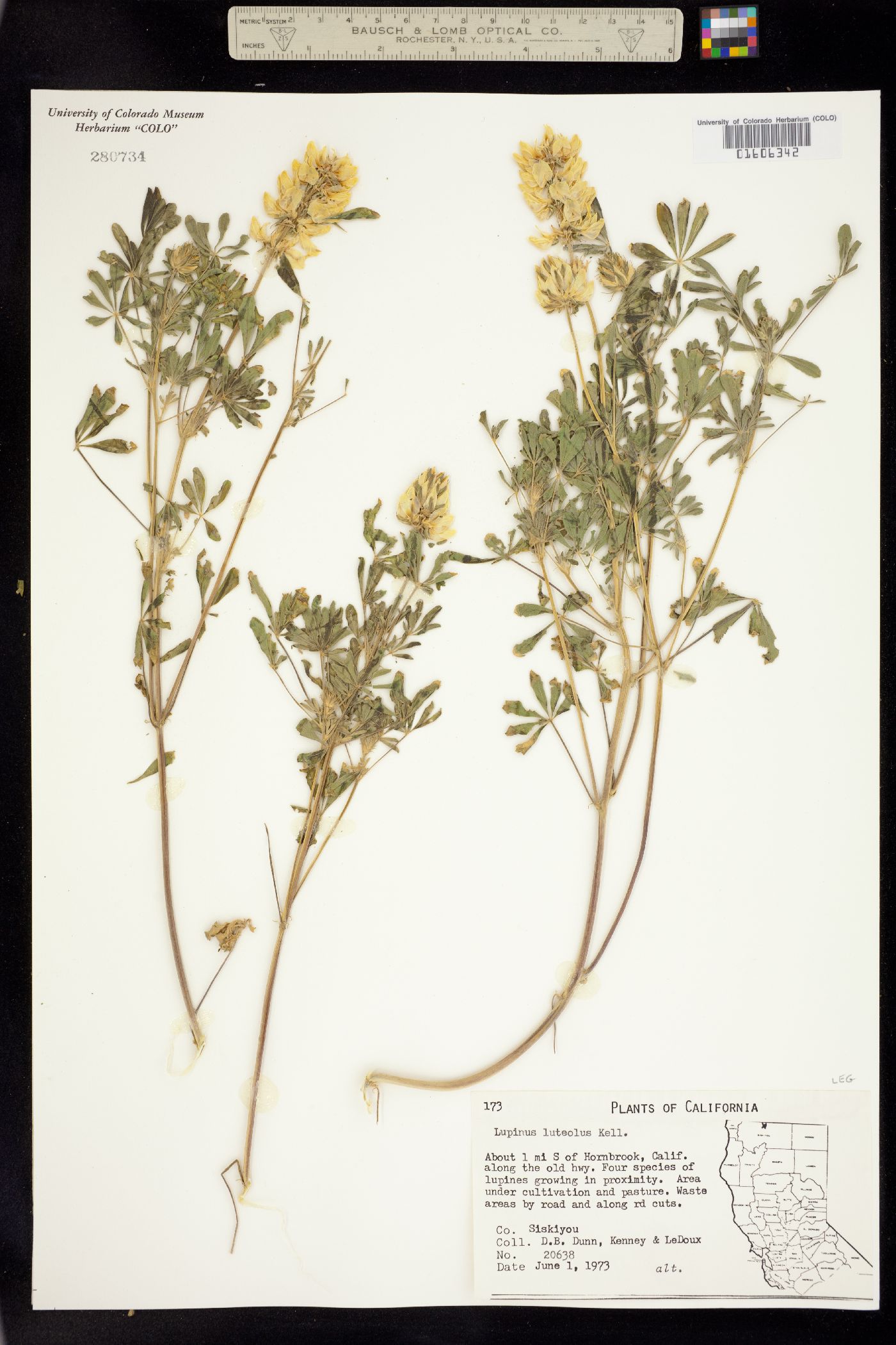 Lupinus luteolus image