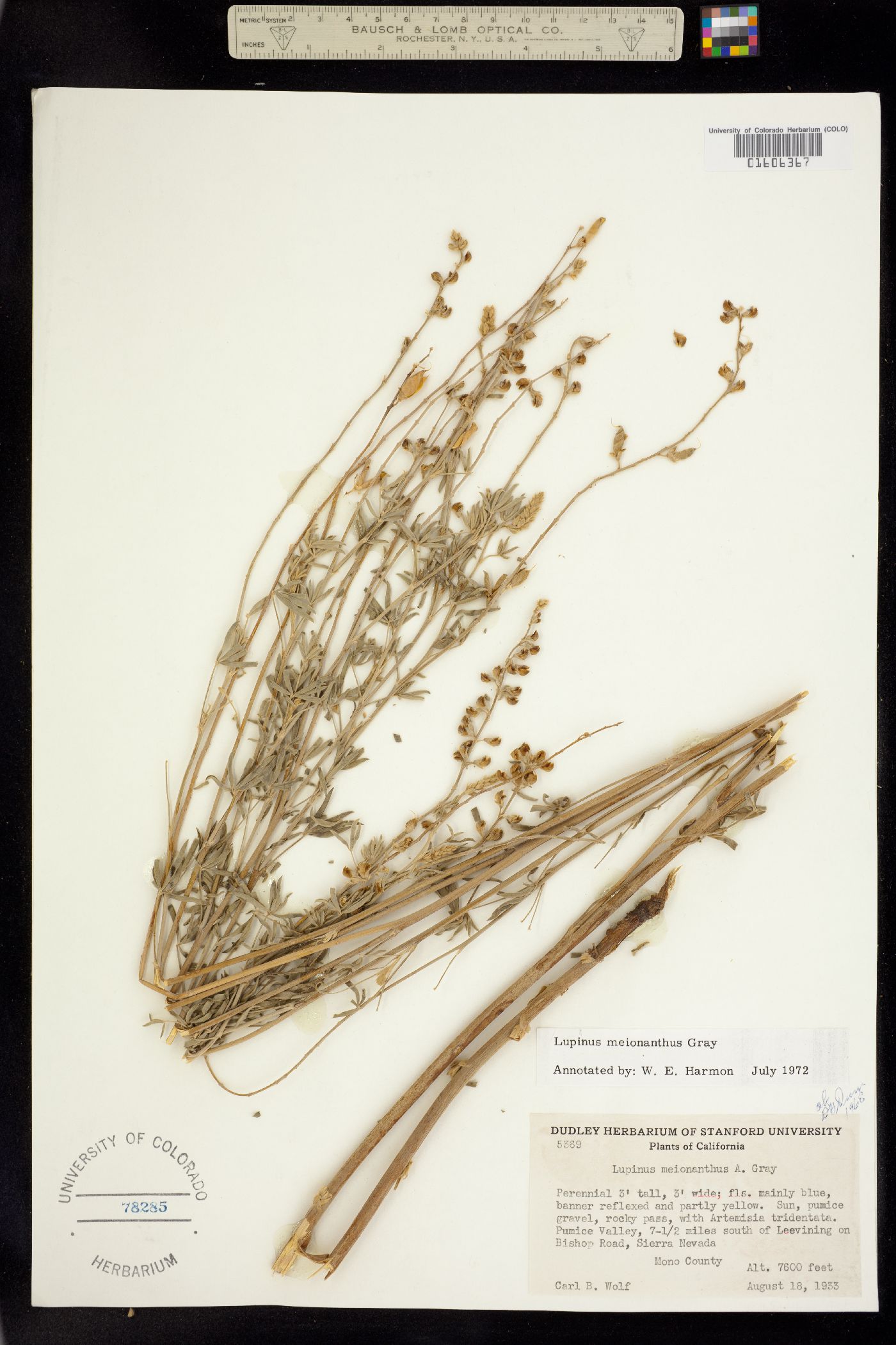 Lupinus argenteus var. meionanthus image